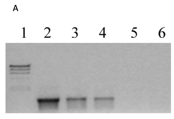 journal of young investigators