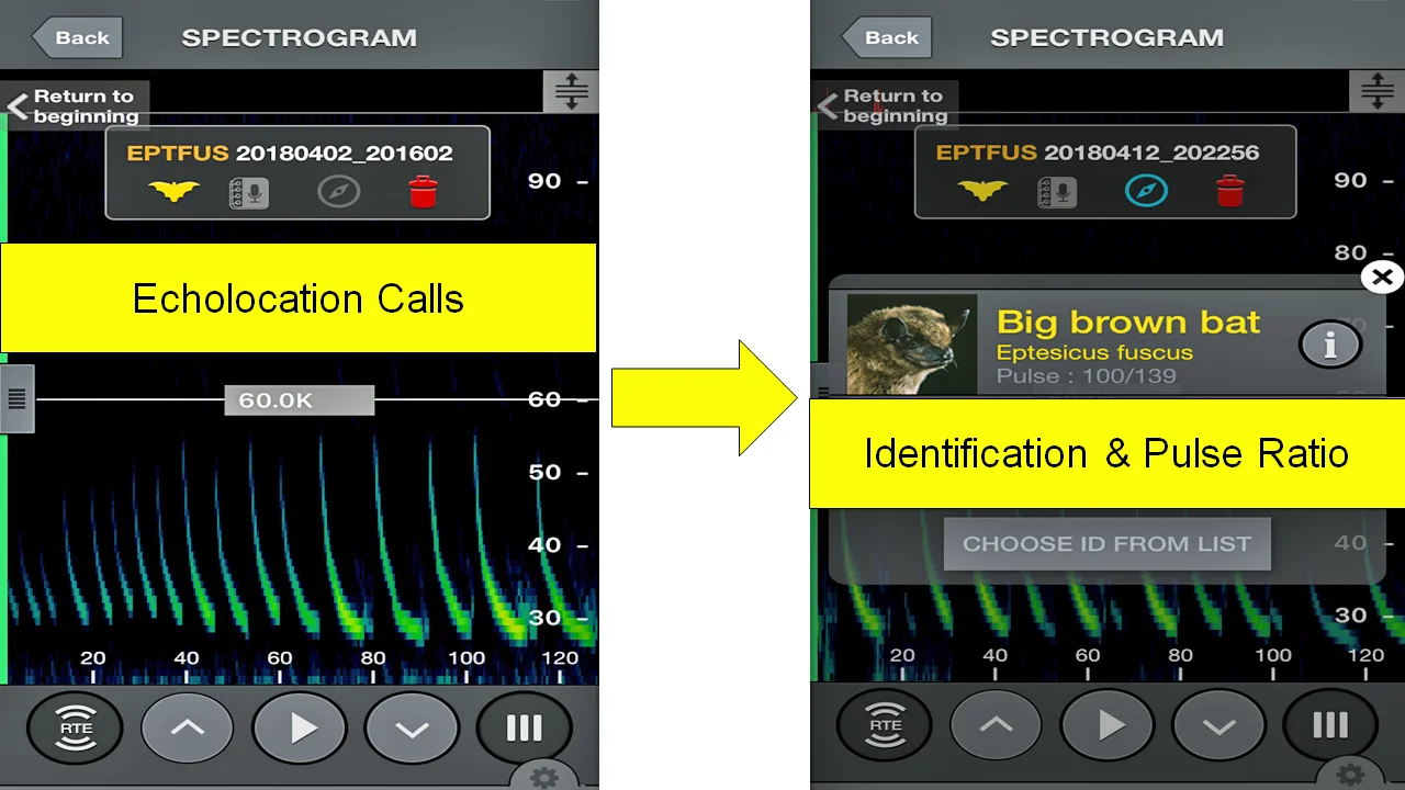 Figure 3. Echo Meter Touch 2 (Wildlife Acoustics) workspace screenshot. Bat echolocation calls are shown with peaks below 60 Khz (left) and identification and pulse ratio shown with bat species identification (right).