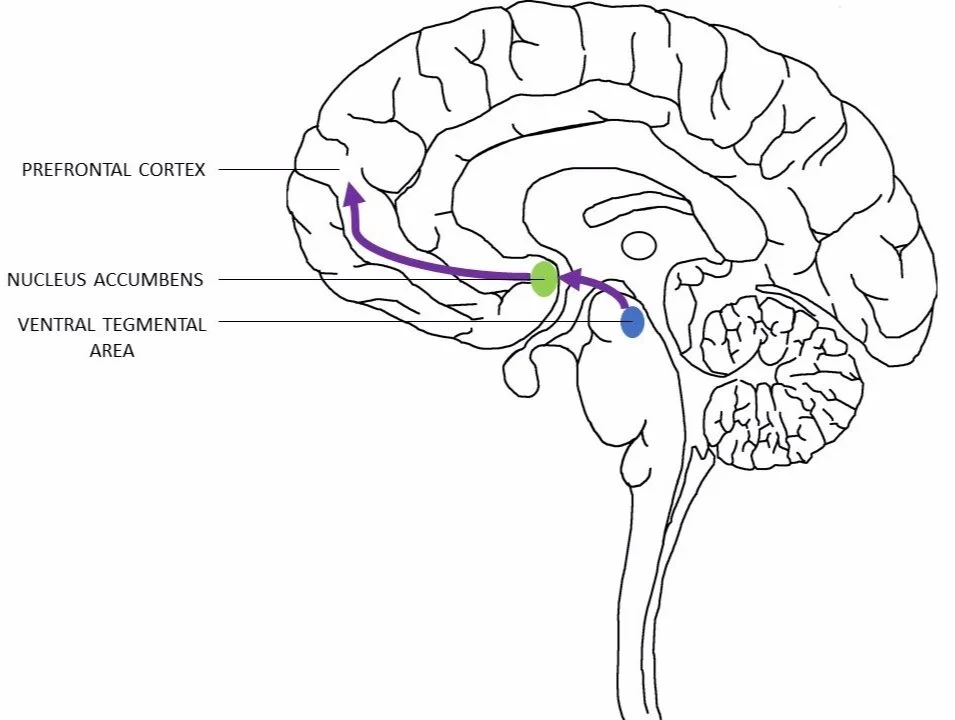 Figure 1. The flow of information in the brain reward pathway, from the ventral tegmental area to the nucleus accumbens (NA) to the prefrontal cortex (National Institute on Drug Abuse, 2016; Lynch, 2006).