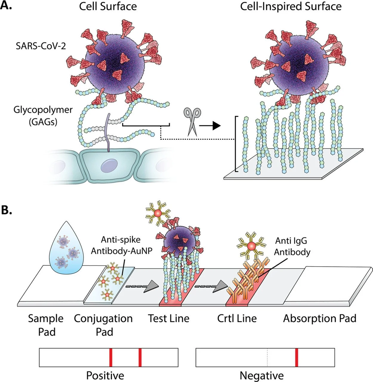 A New Test Strip Is Able to Satiate Sars-Cov-2’s Sugar Craving
