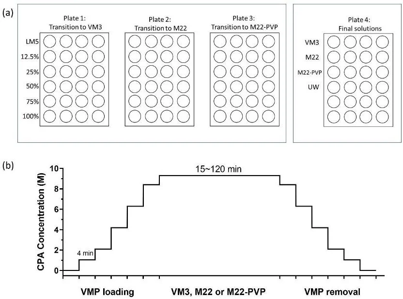 Toxicity Measurements for Human-Scale Organ Vitrification CPAs
