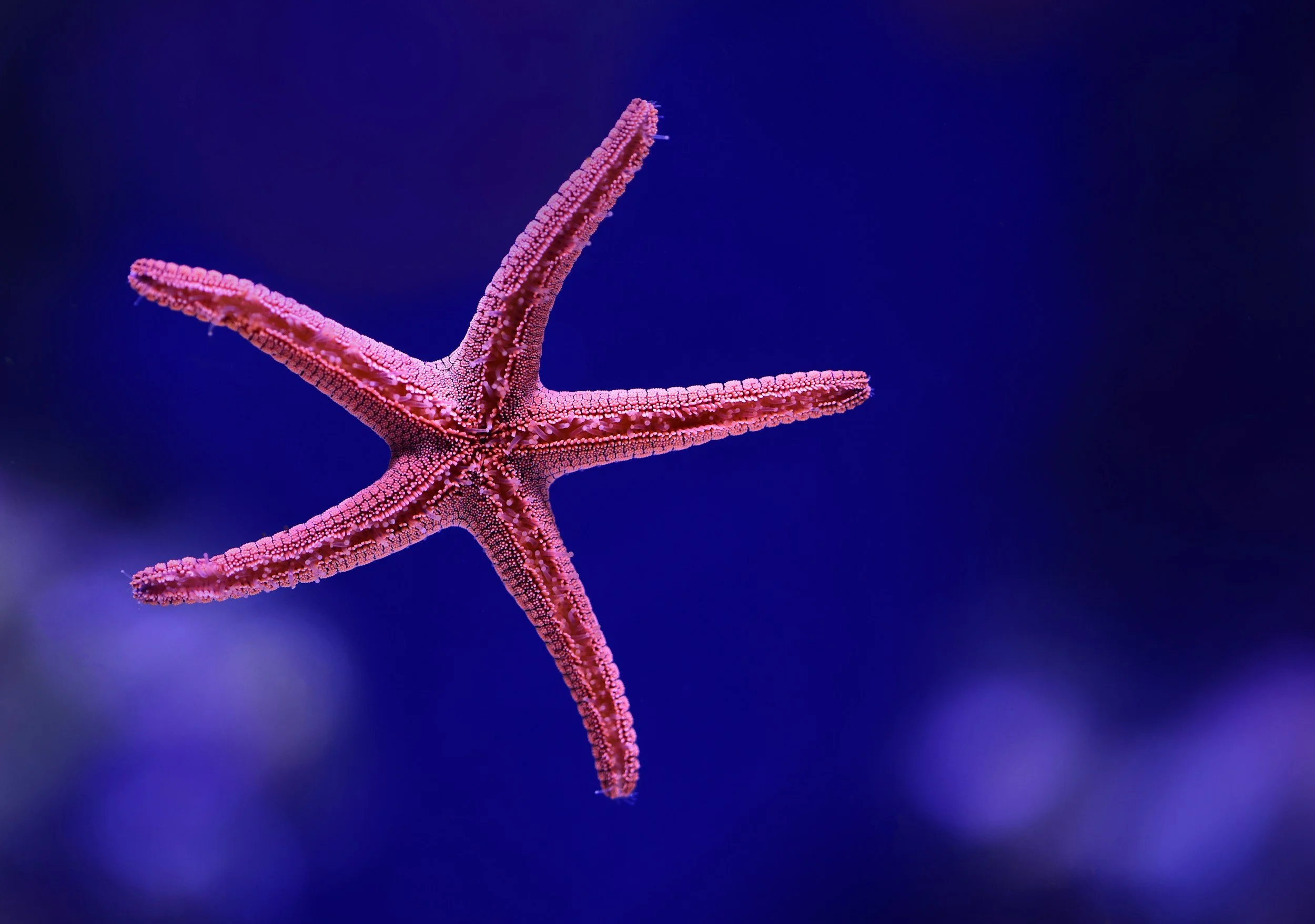 Solving the Mystery of Sea Star Wasting Disease