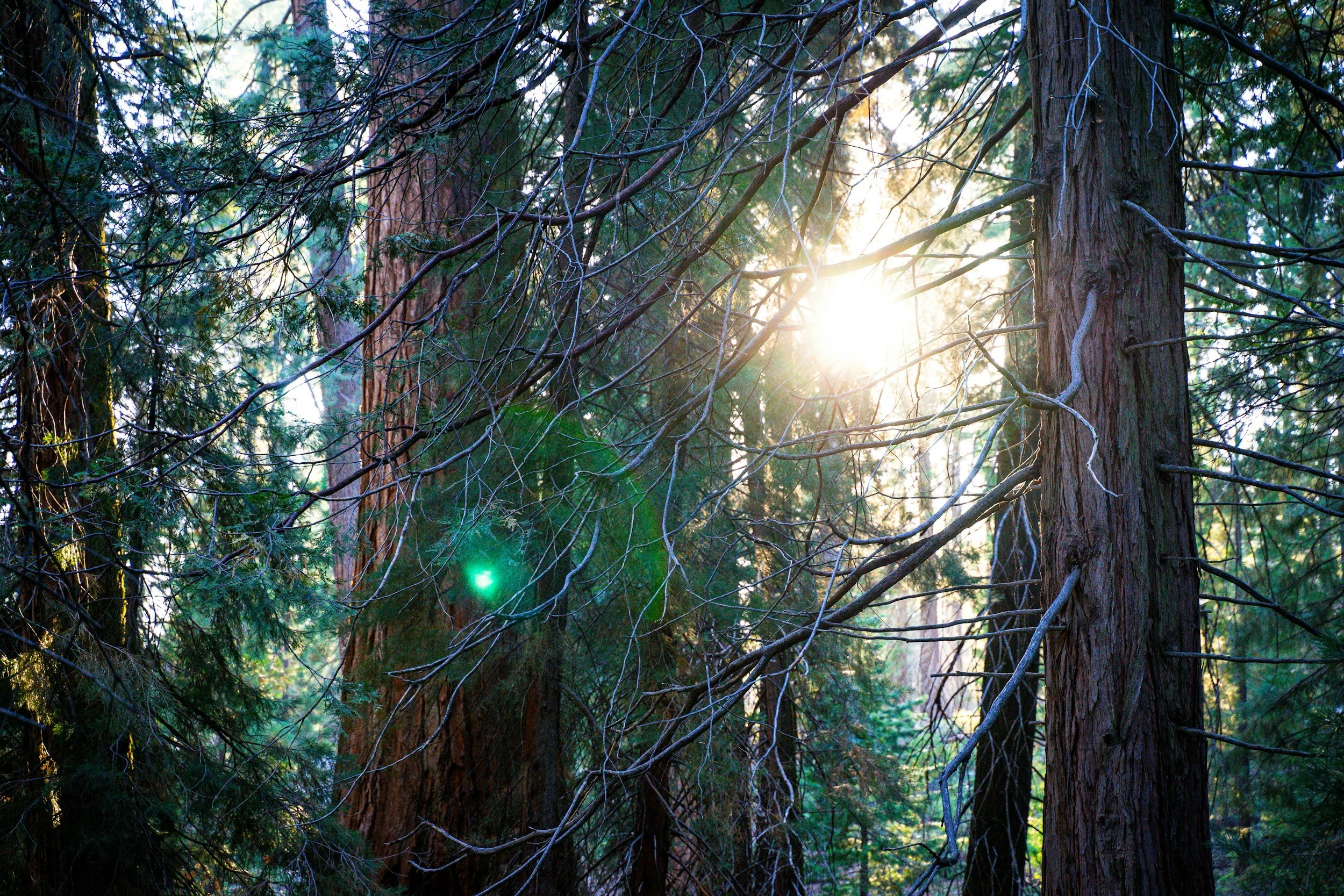 To Save Sequoias, Fighting Fire with Fire