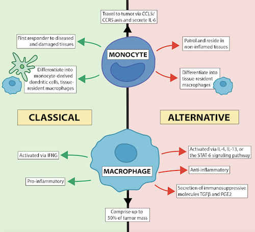 Monocytes and Macrophages in the Cancer Immunity Cycle — Journal of ...
