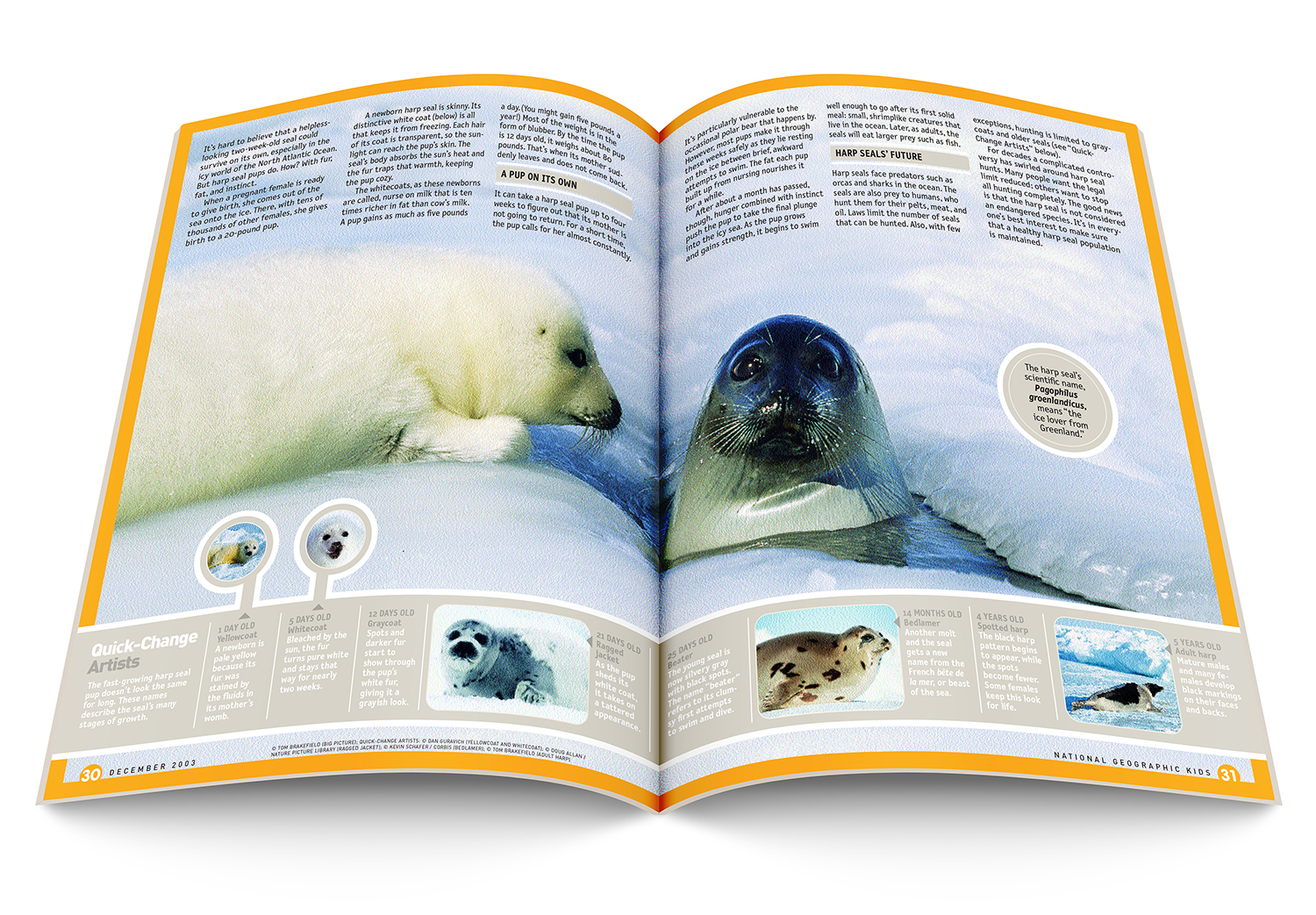 Harp_Seals_COM010_spread2_1500.jpg