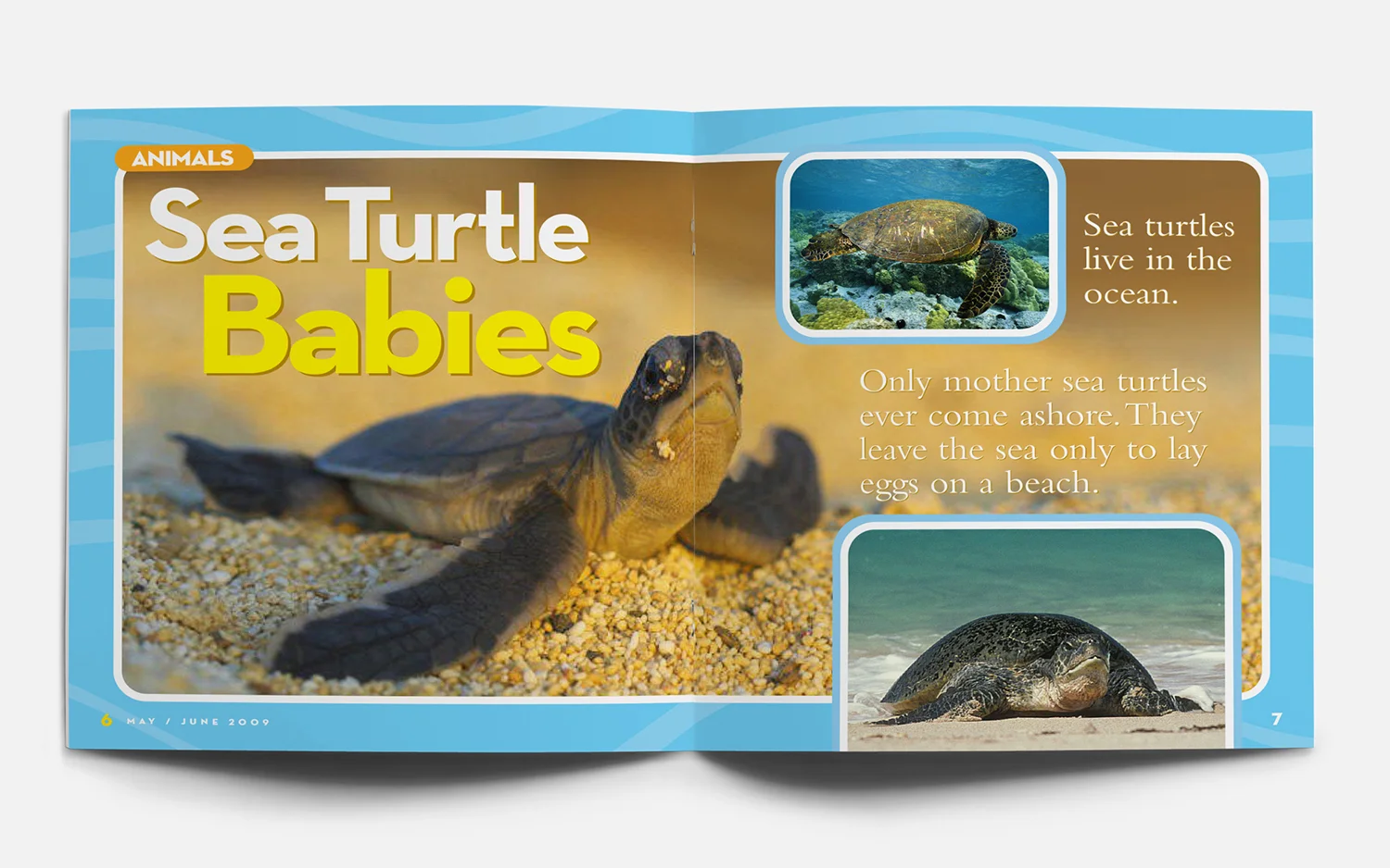 MayJun09_NGLK_Sea_Turtles1_mock04_1500.jpg