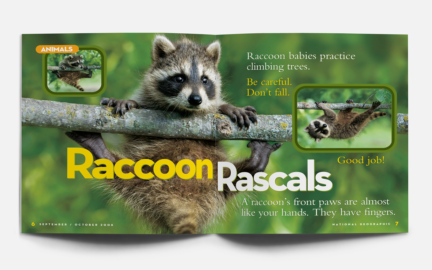 SepOct08_NGLK_Raccoons1_mock04_1500.jpg