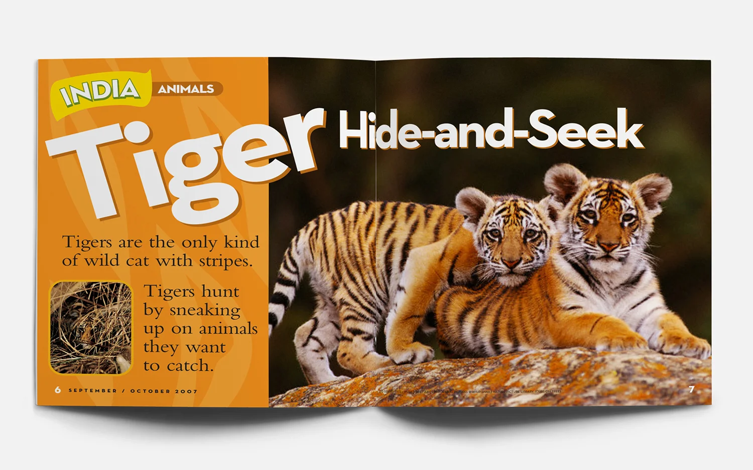 SeptOct07_NGLK_Tigers1_mock04_1500.jpg