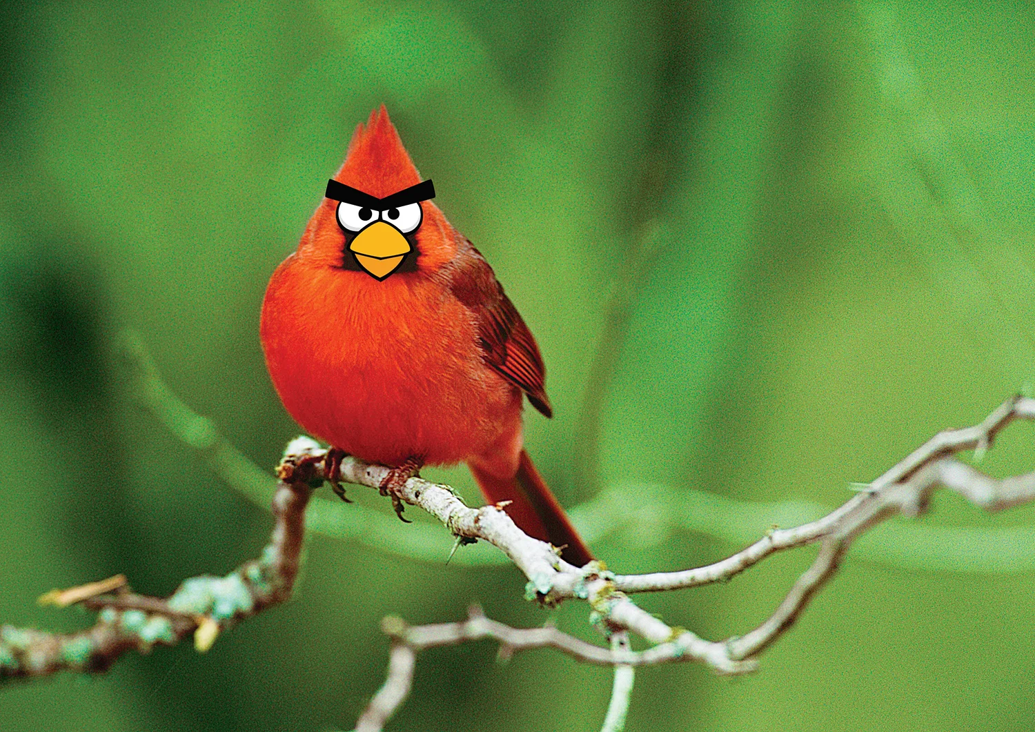 Angry Birds: 50 True Stories cover image (after)