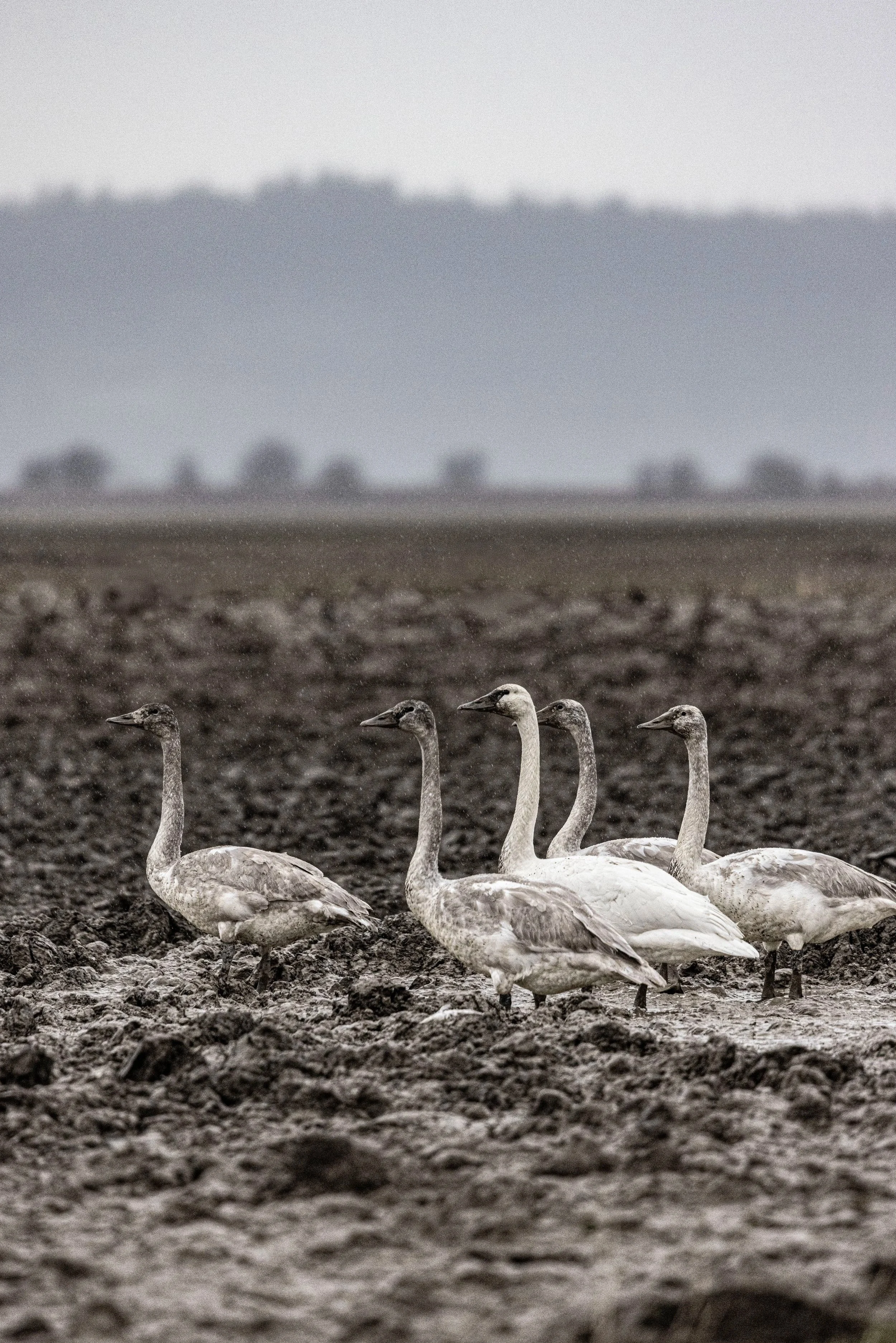 Geese on a mission