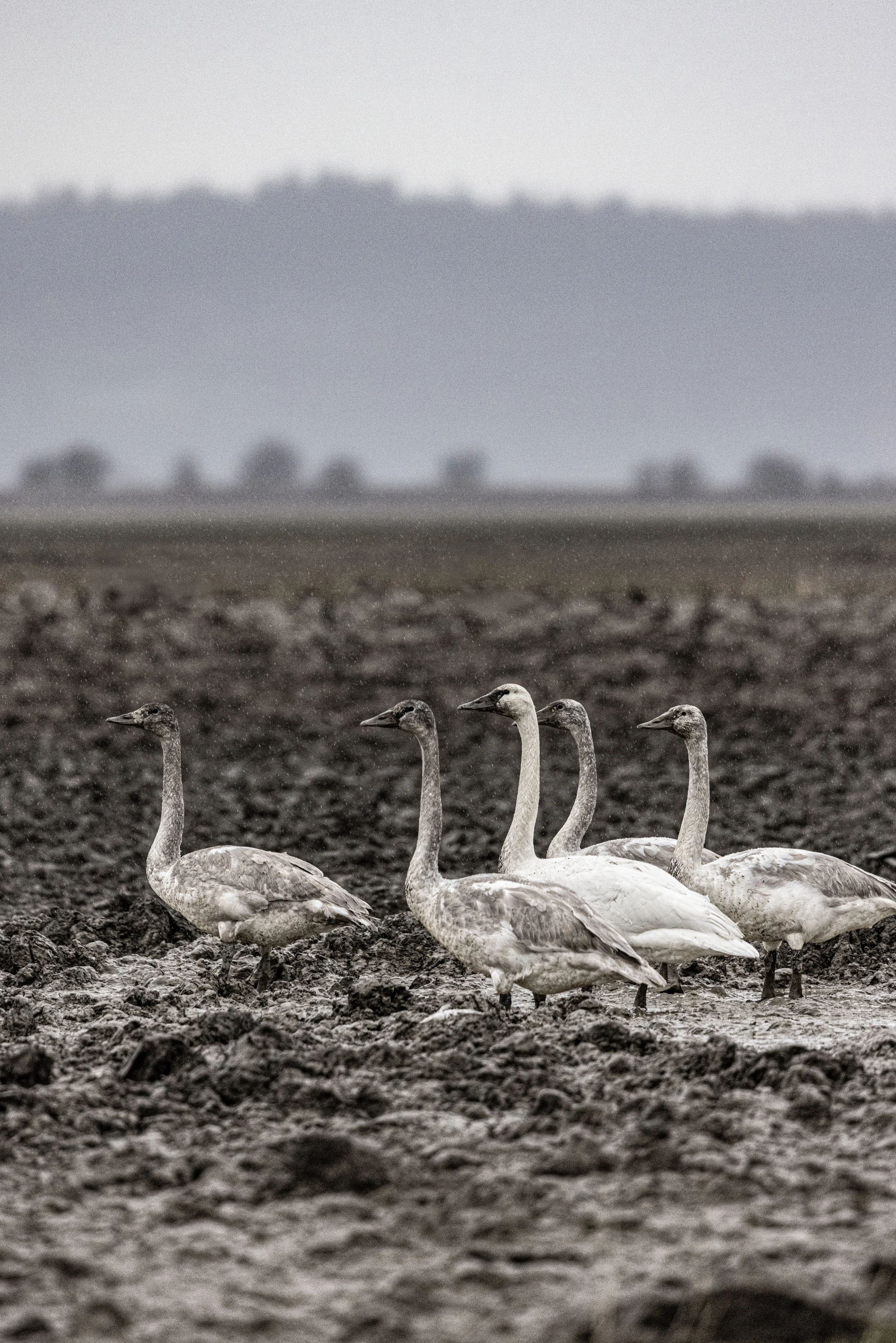 Filthy geese copy.jpg