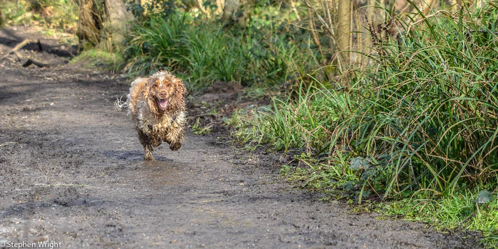 Bracken, the ball of fluffy energy.