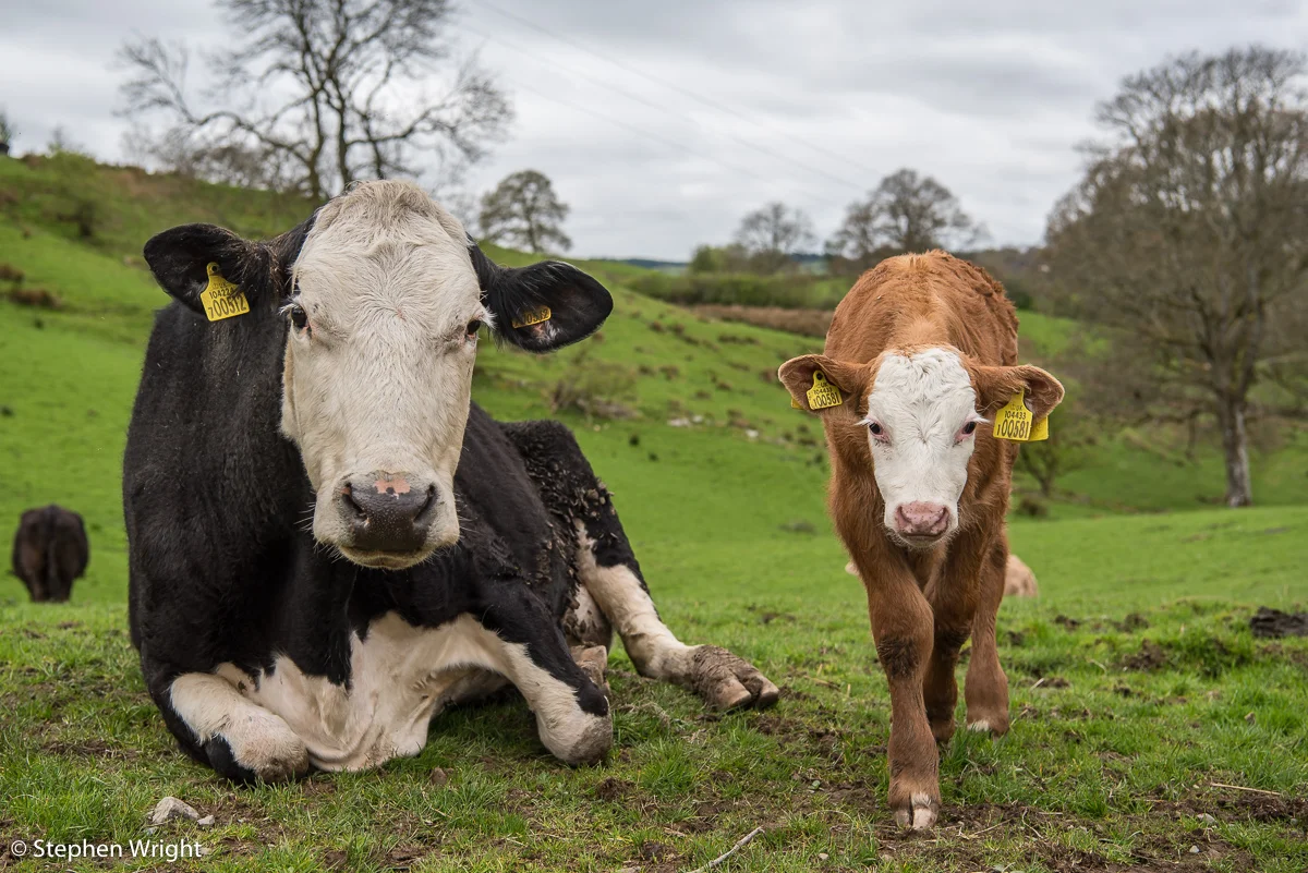 Friendly cows in the Lake District .