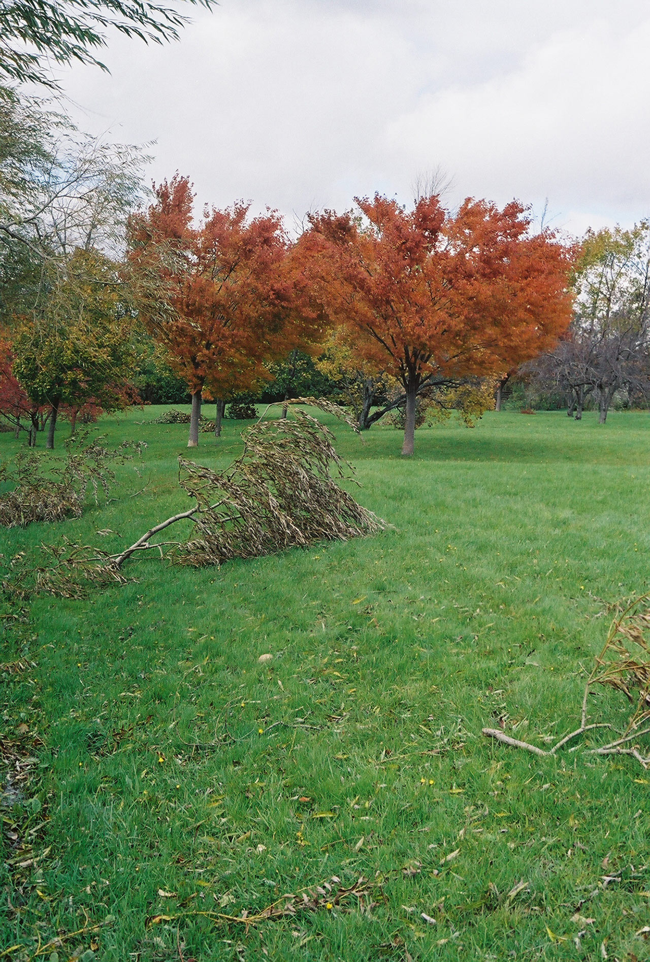 City-of-Fallen-Branches-1.jpg