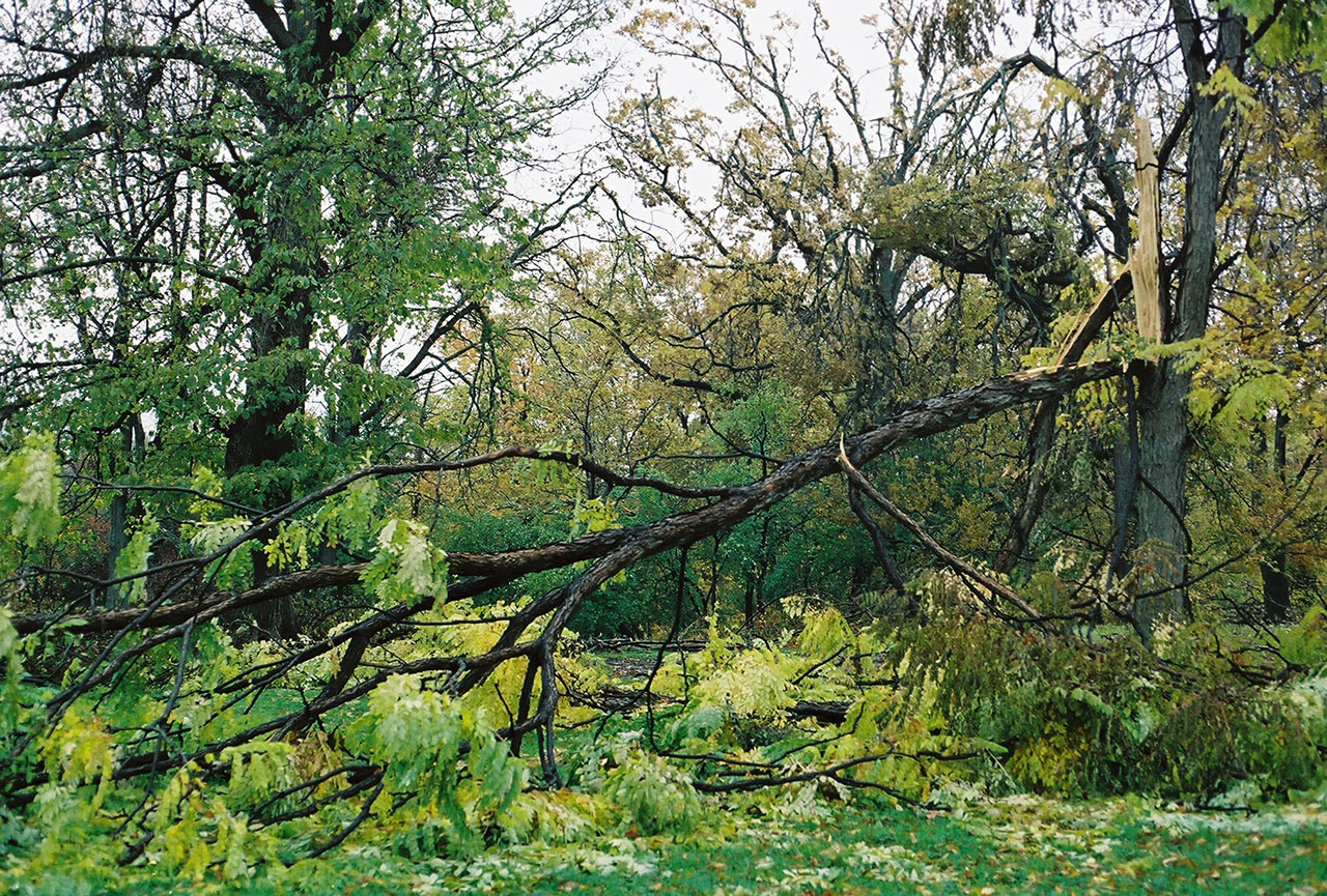 City-of-Fallen-Branches-3.jpg