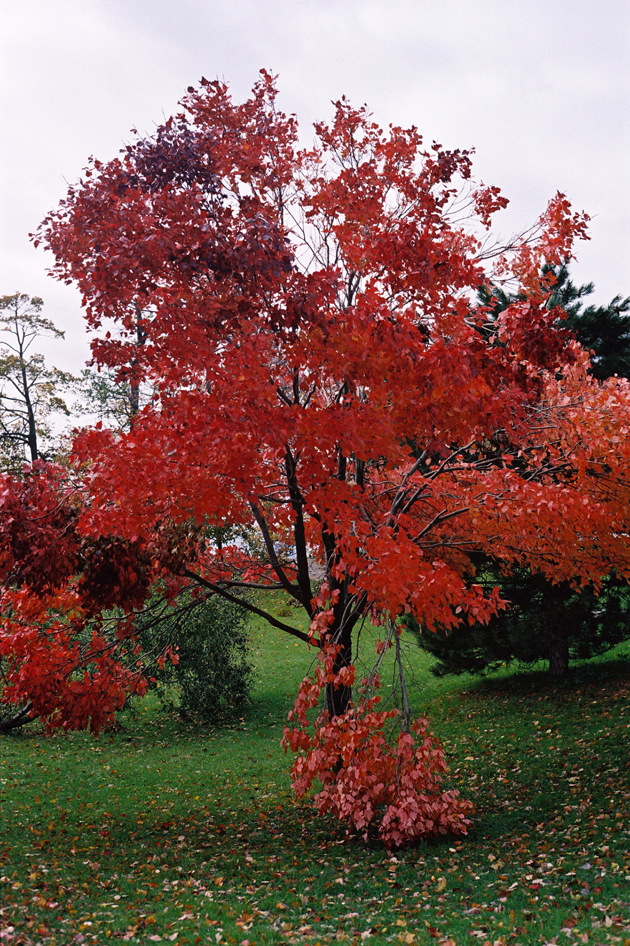 City-of-Fallen-Branches-8.jpg