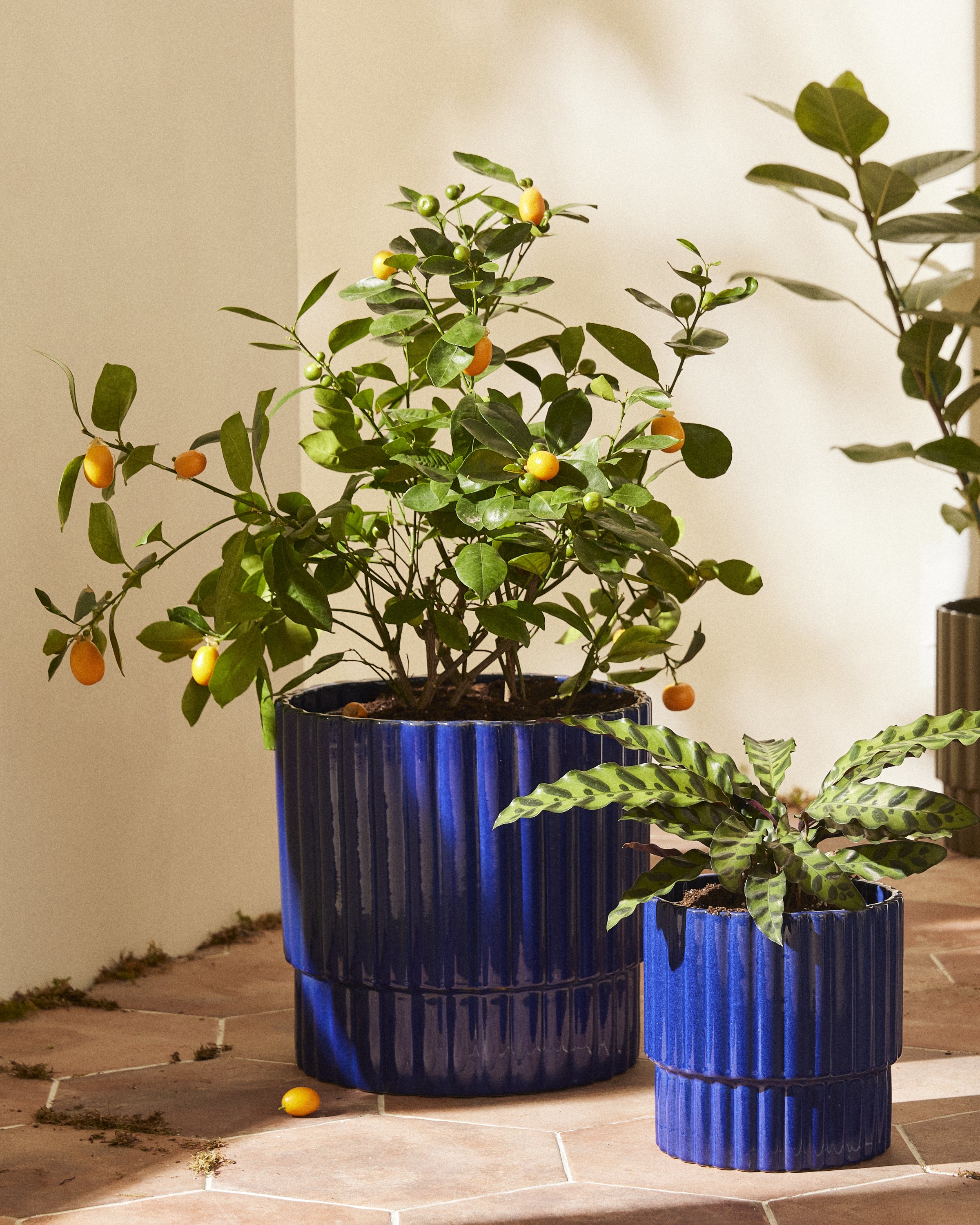 FY24_SUM_OUI_2023_SCALLOPED_PLANTERS_COLLECTION_0184.jpg