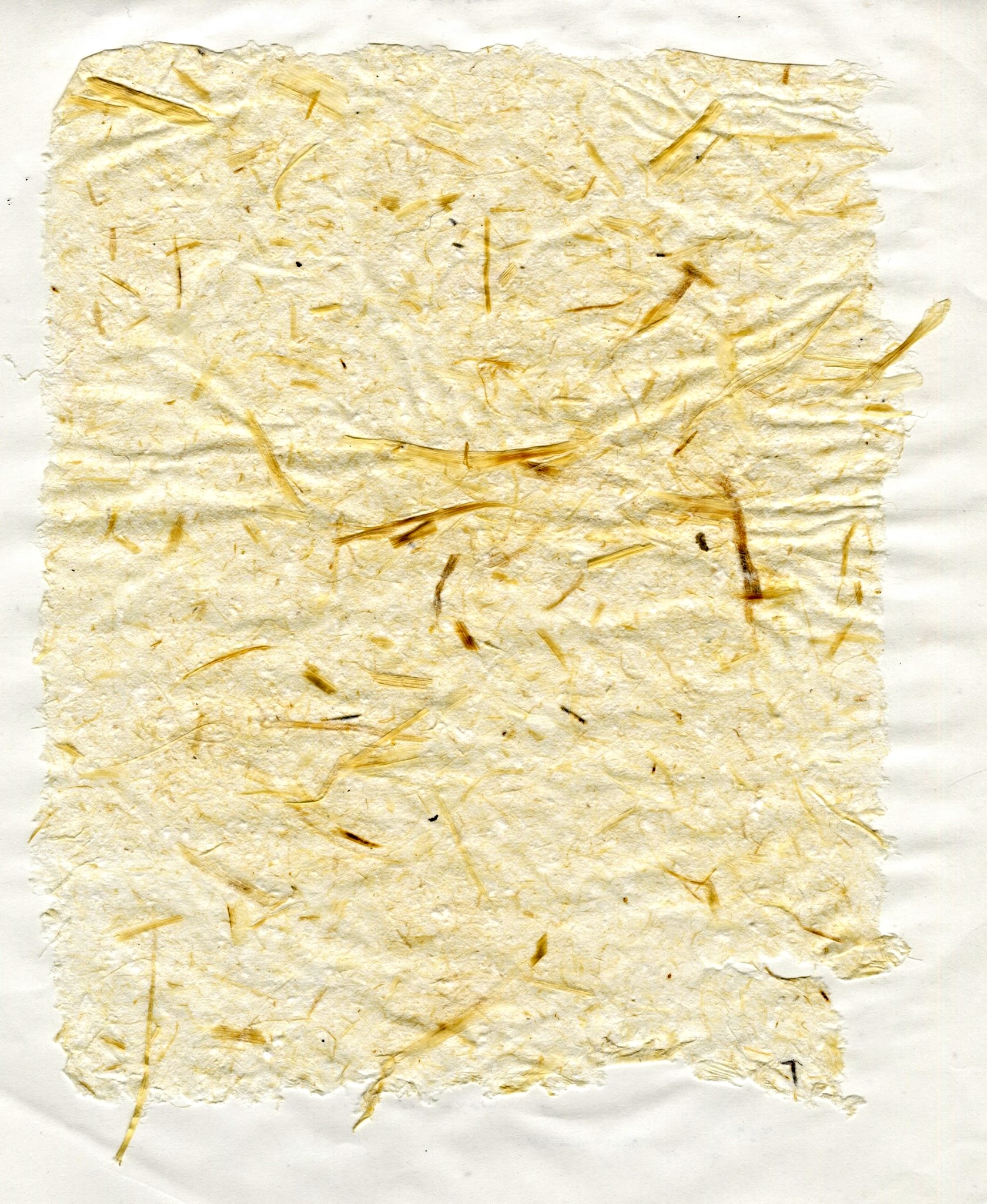 Daylily + Cotton Paper | 2015