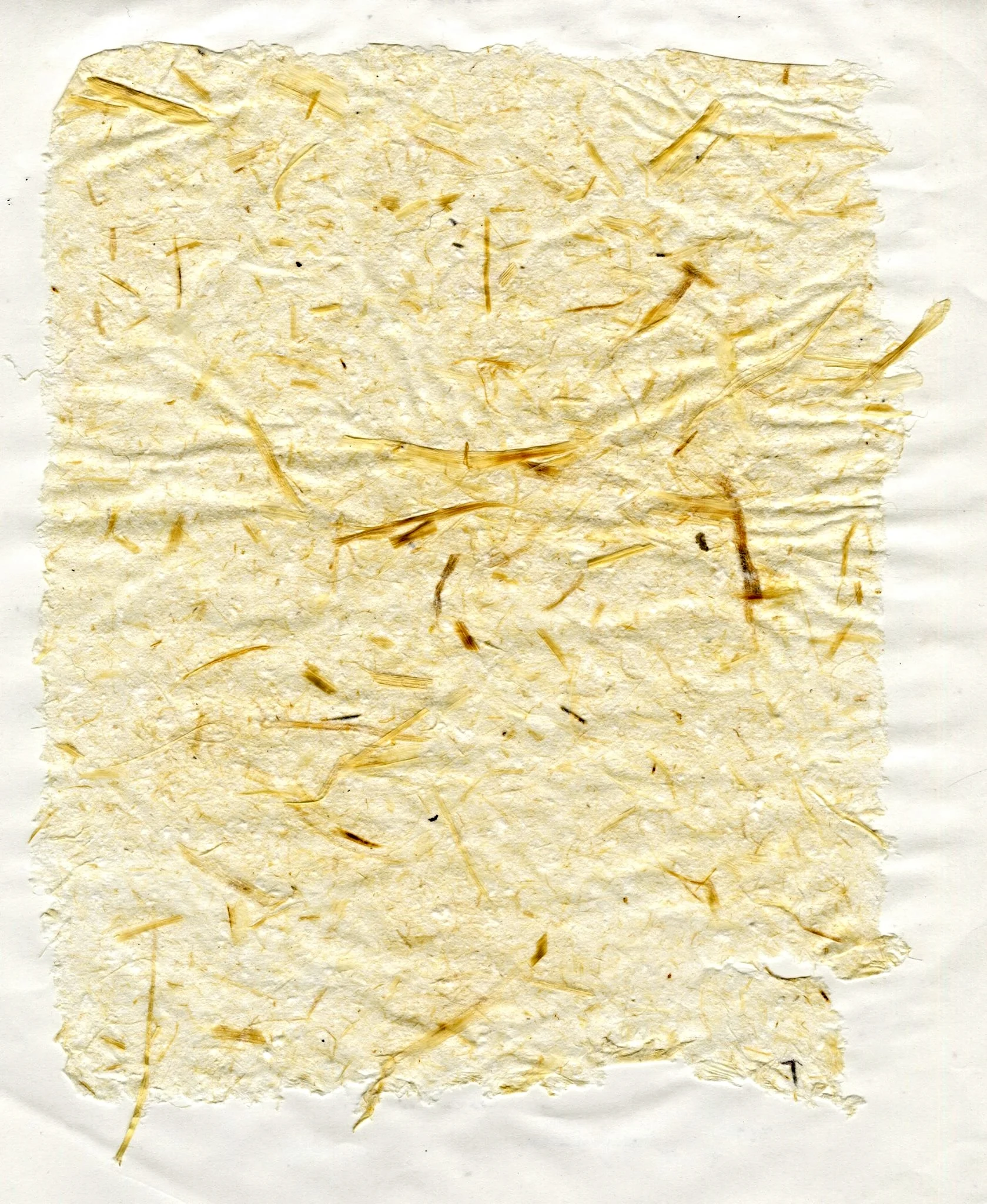 Daylily + Cotton