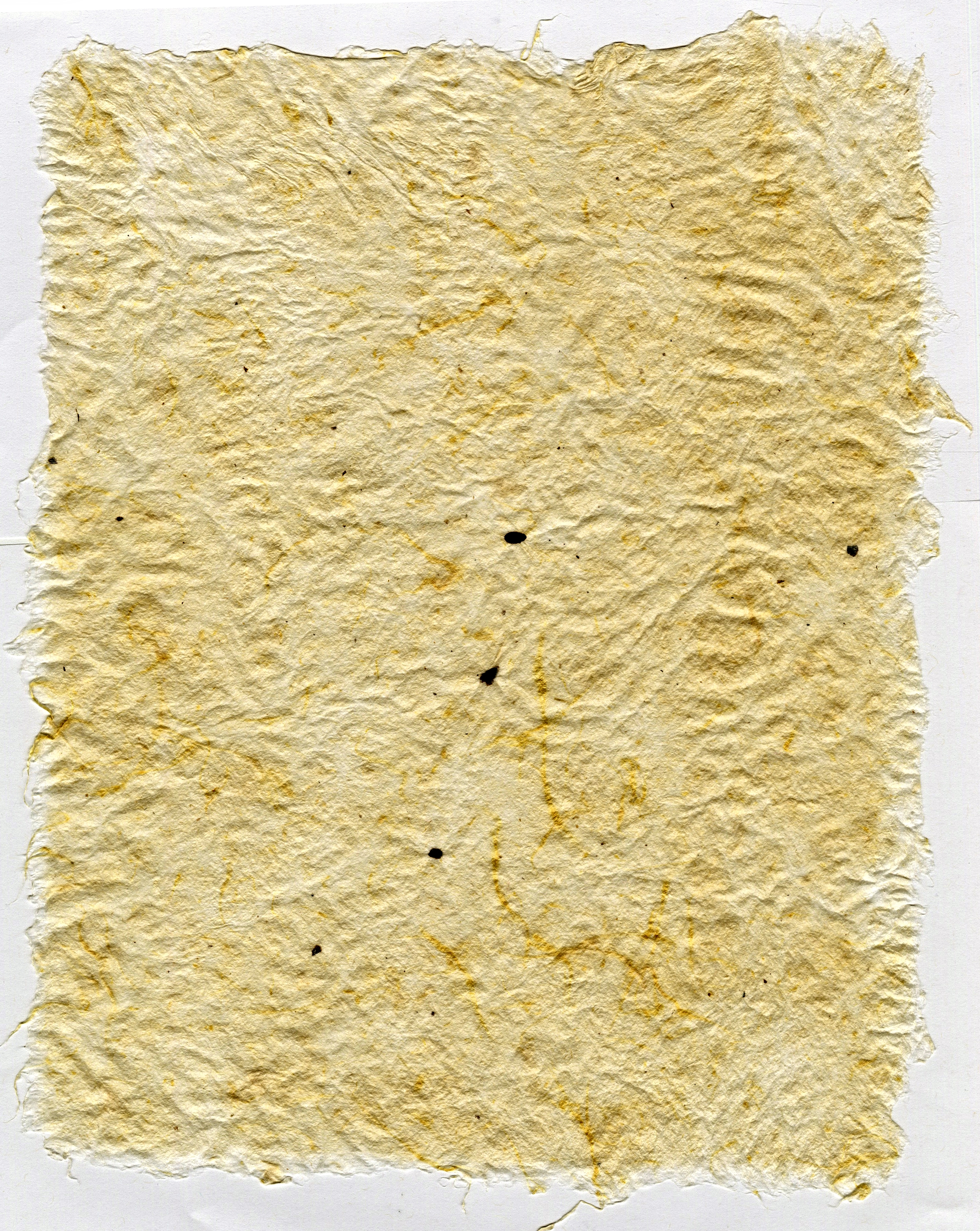 Milkweed Seed Fluff Paper | 2015