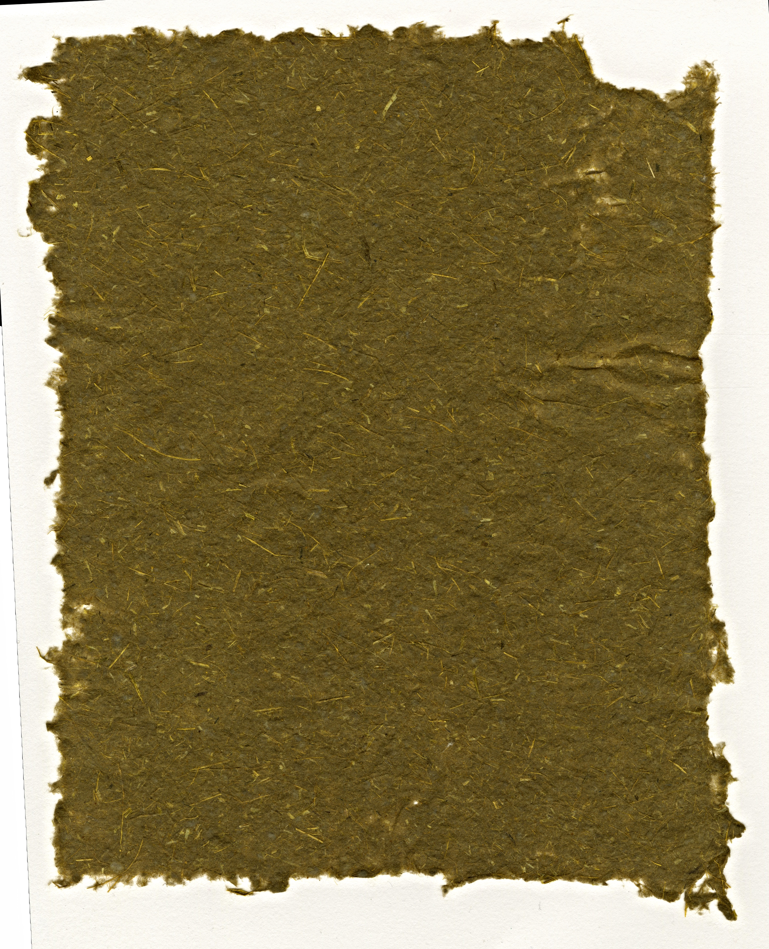 Yellow Iris  + Turmeric-Dyed Cotton Paper | 2015