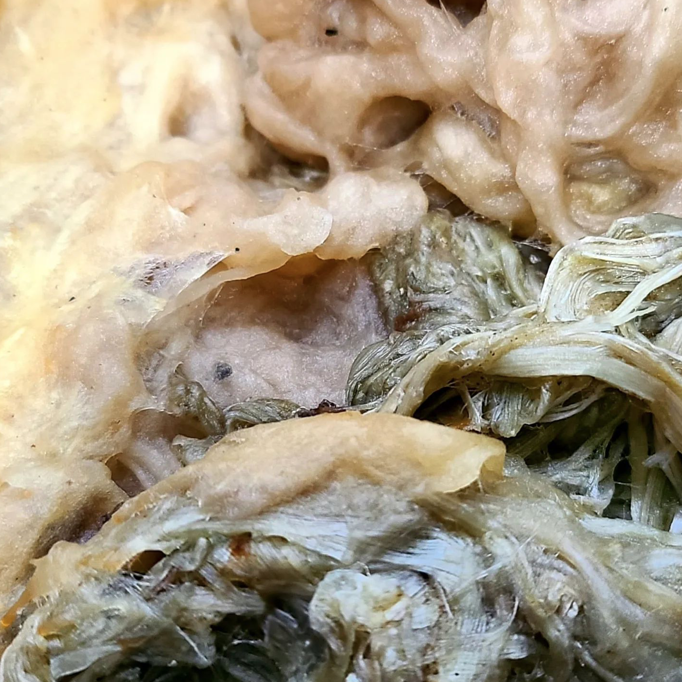  Finally done cooking/rinsing the fibers for my next batch of paper! I threw in milkweed bast fibers (greenish fibers) and milkweed seed fluff/floss (golden fibers) with the last of the kapok. 