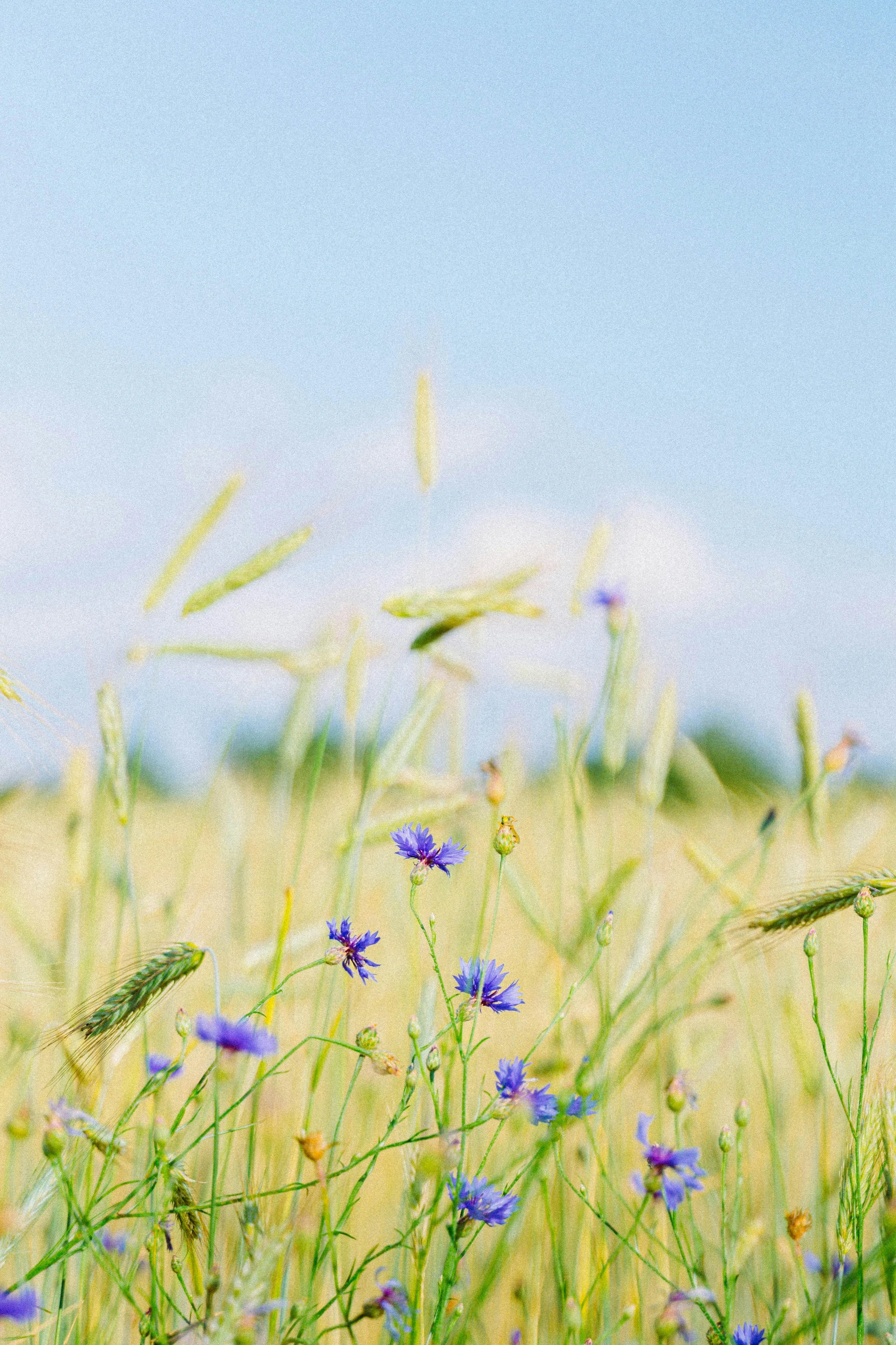 Purple wildflowers in a golden wheat field beneath a clear blue sky, evoking Somatic Breathwork, mindfulness, stress reduction, and emotional healing. Image by Artem Balashevsky on Pexels.