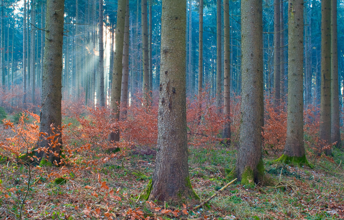 Canon EOS 5D + Zuiko 35mm SHIFT, three image stitch