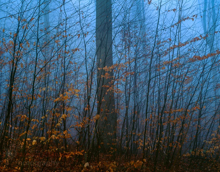 Autumn 2004. Pentax 6x7, 90mm Lens. Fuji Velvia. Image made as part of my "On the way to work" project. Göttingen.