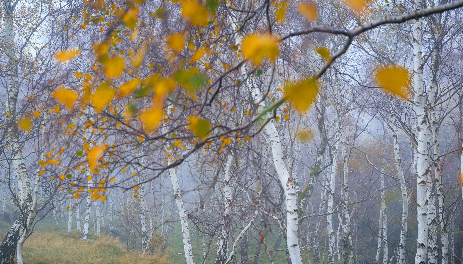 Click to view large. Version 1 processed in November 2017.