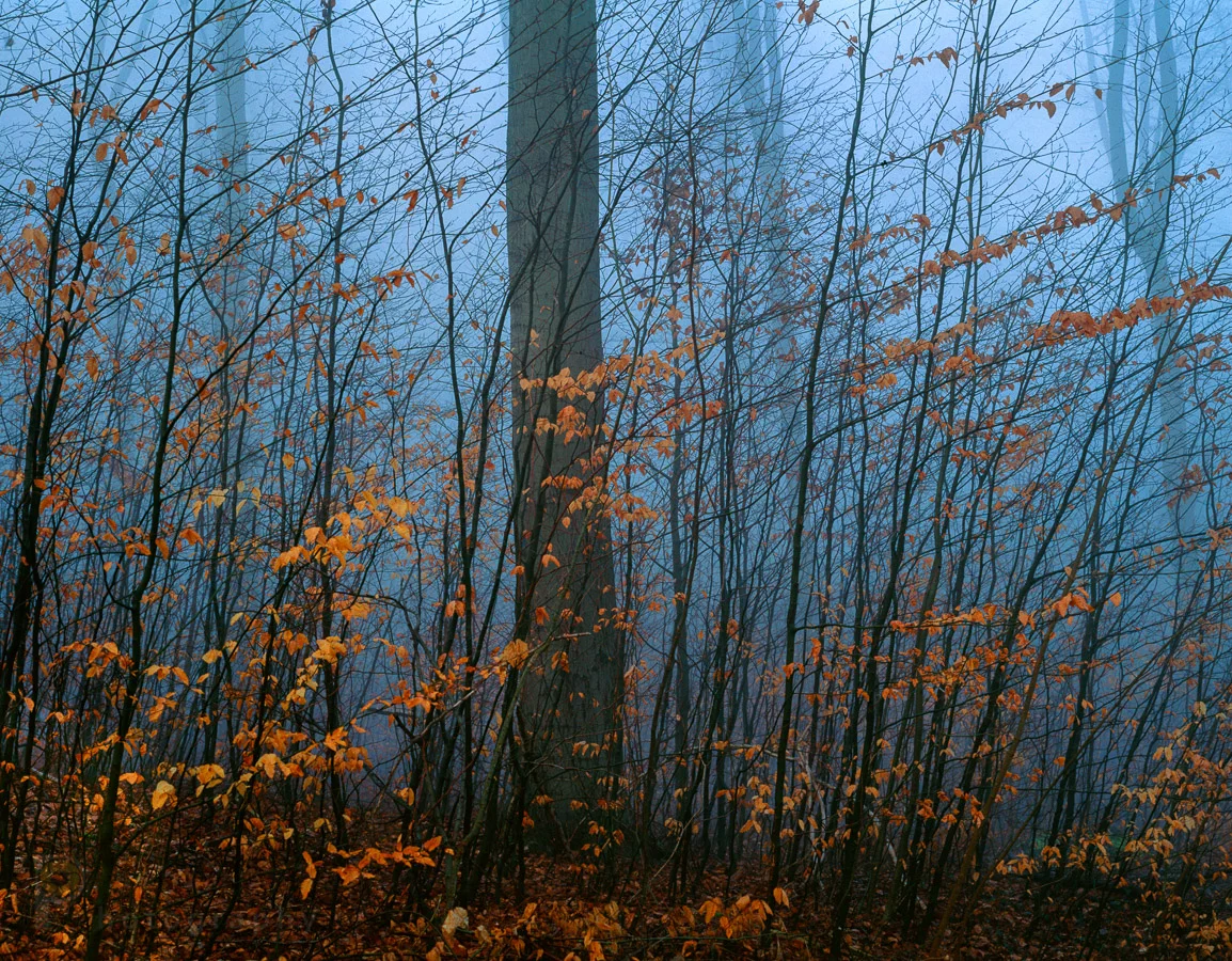 Chaos - 4x5 with filmback + Velvia 50 in 2005.