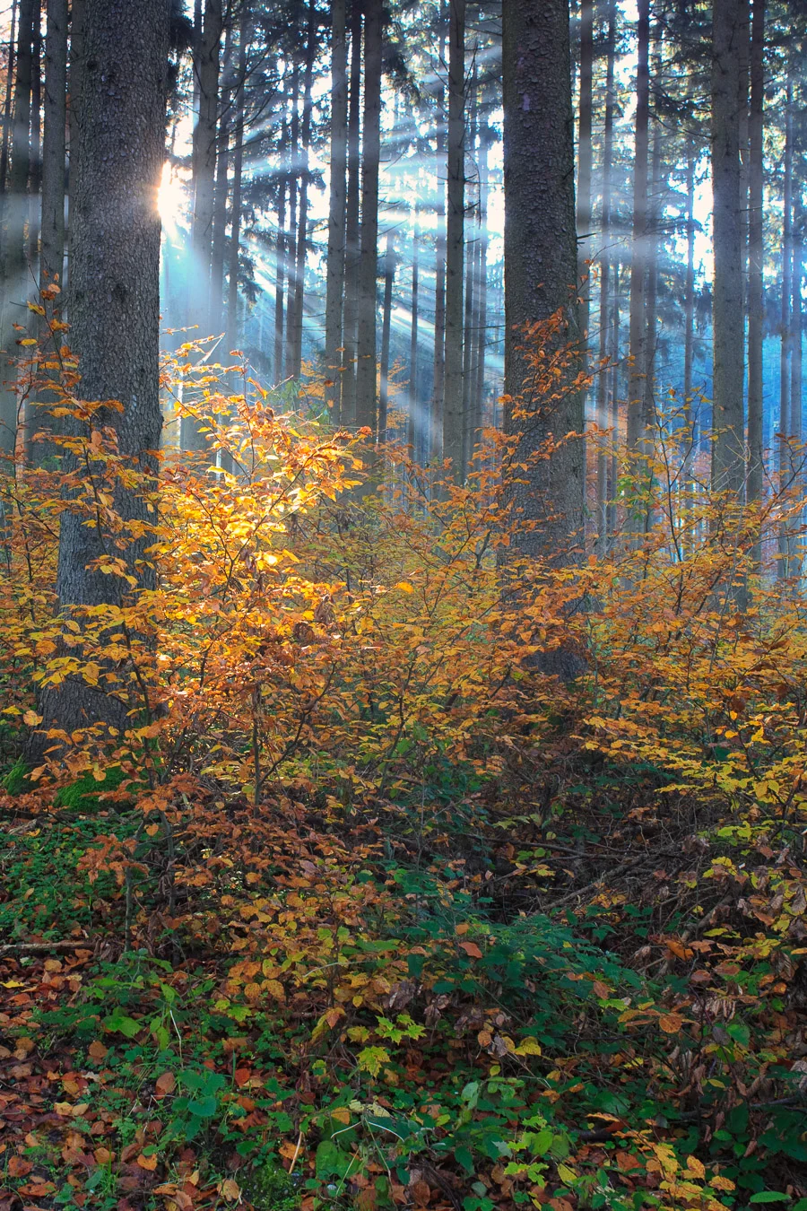 Warm and Cold - Canon EOS 5D Mark I in 2009