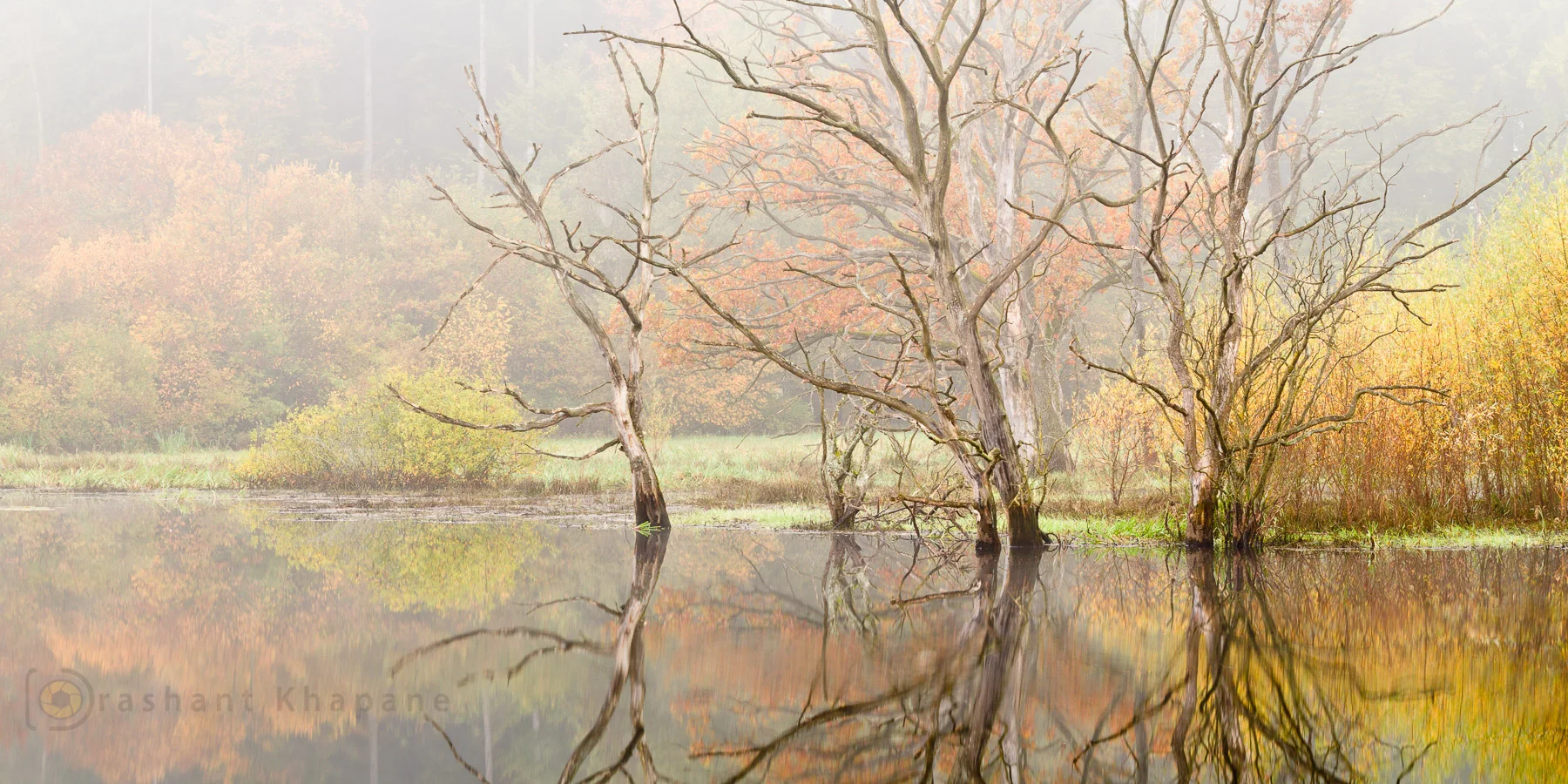 Dead Beauty - Canon EOS 500D in 2009