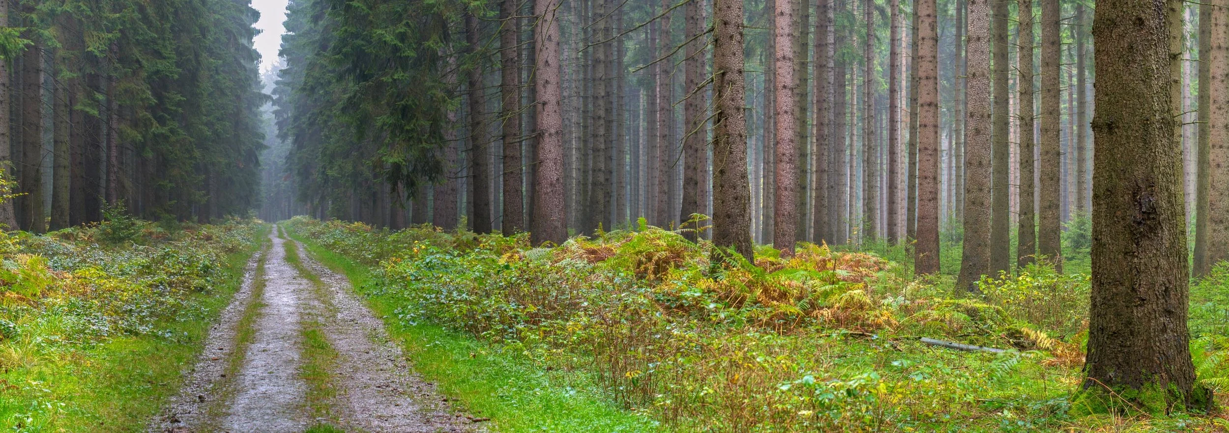 Woods are Lovely - Nikon 80D in 2006