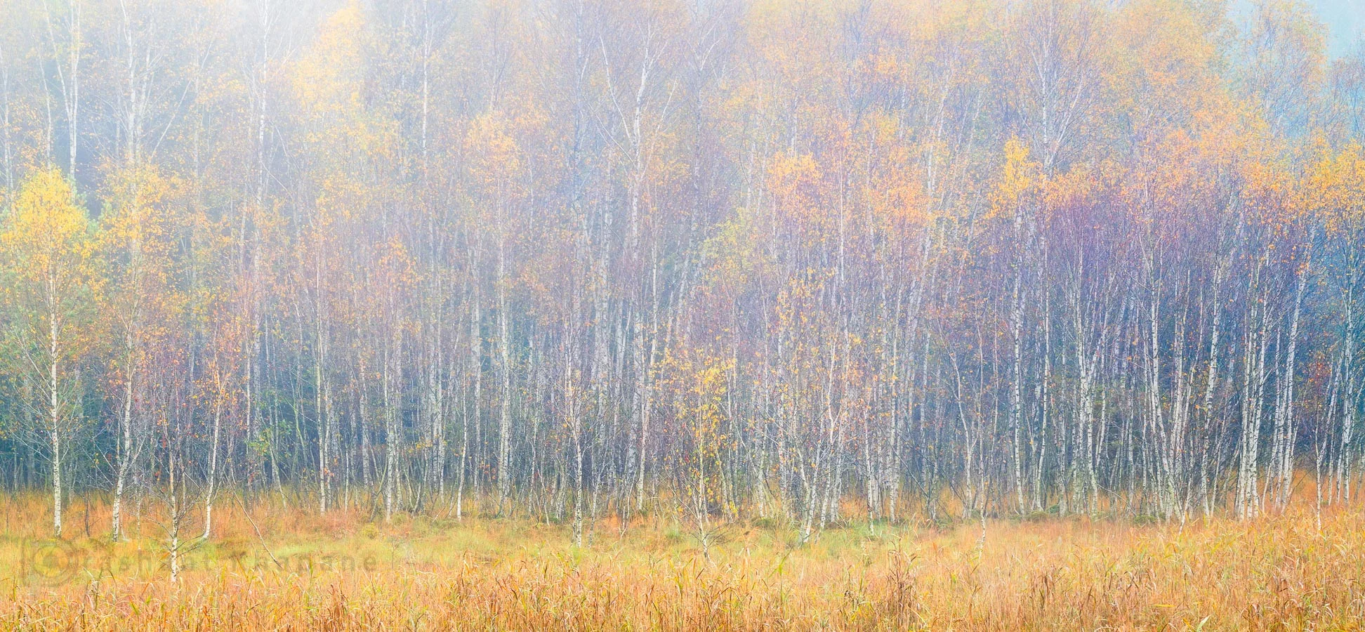 Monet's Dreams - Canon EOS 5D Mark I in 2009