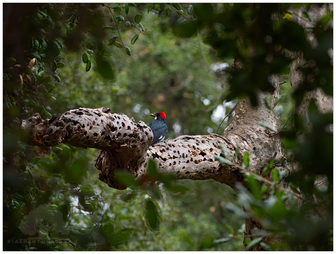 Life in the Granary: Acorn Woodpeckers of Orange County