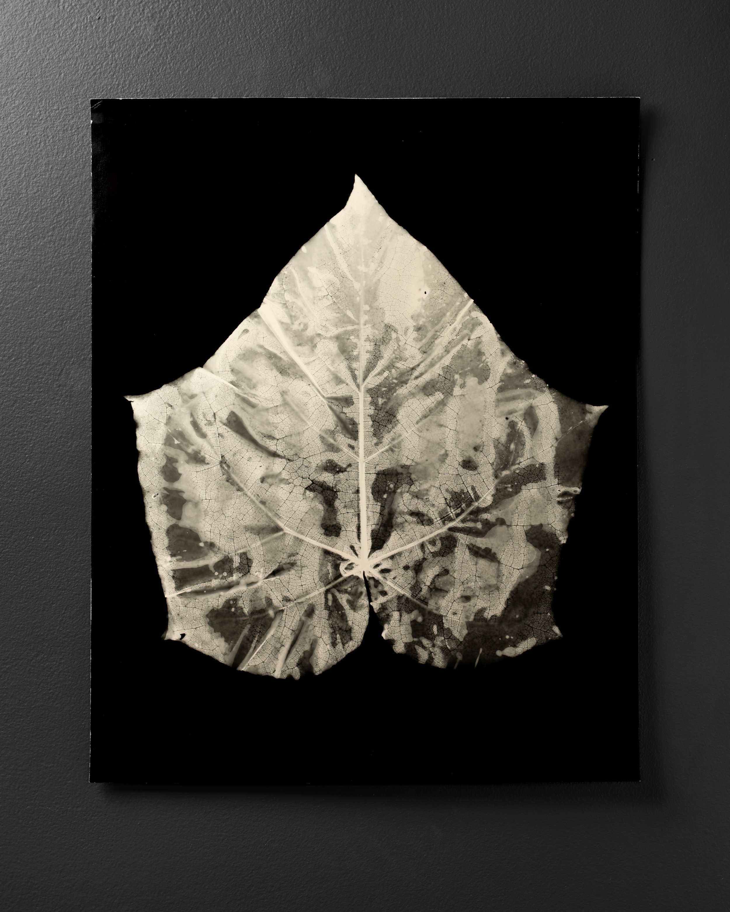 Rouse-Plant Photograms-HOME STUDIO-WEB-1.jpg