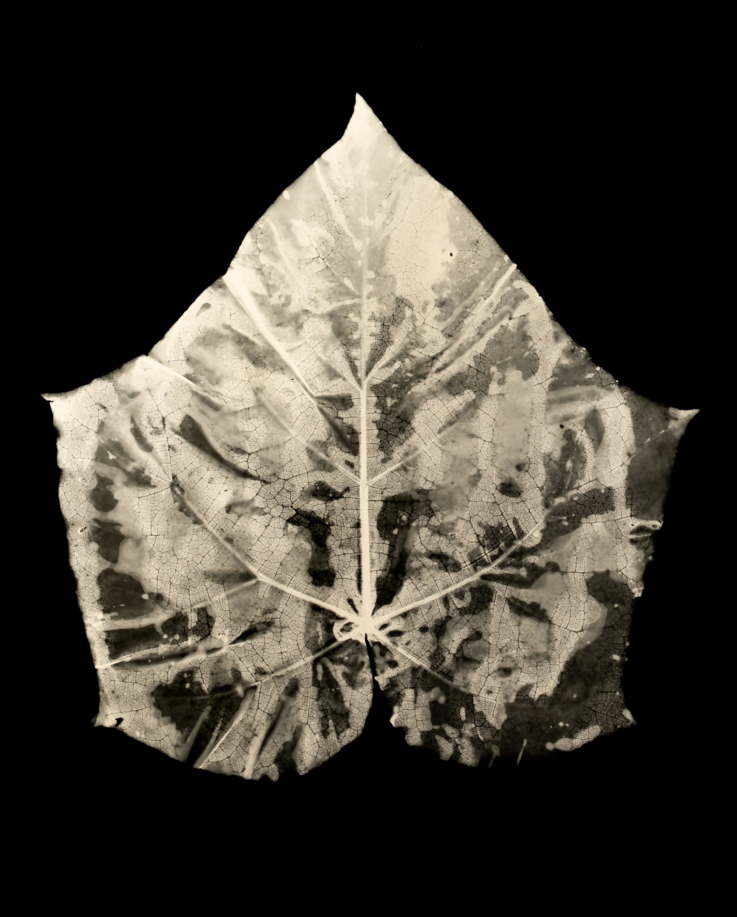 Rouse-Plant Photograms-HOME STUDIO-WEB-2.jpg