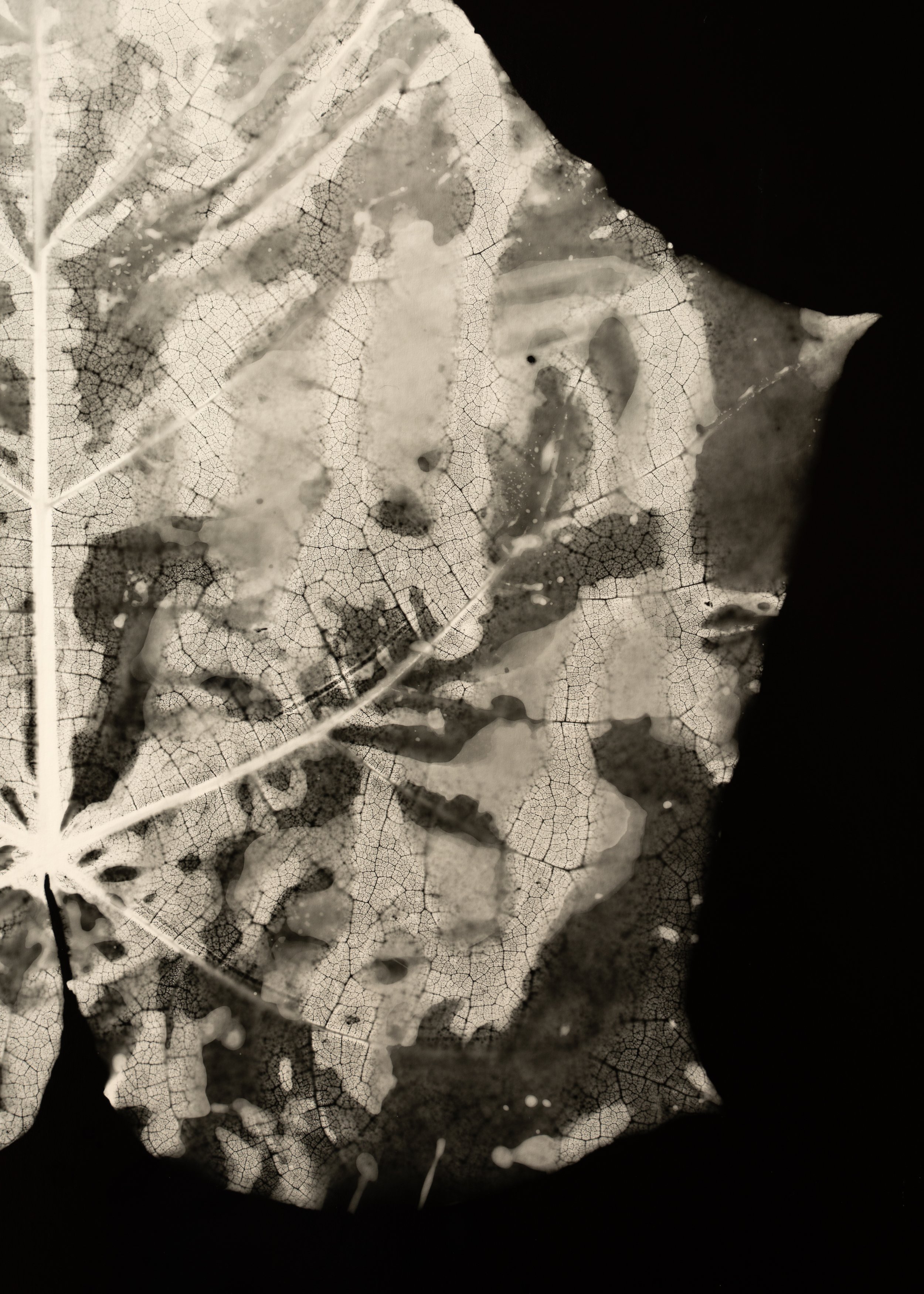 Rouse-Plant Photograms-HOME STUDIO-WEB-3.jpg