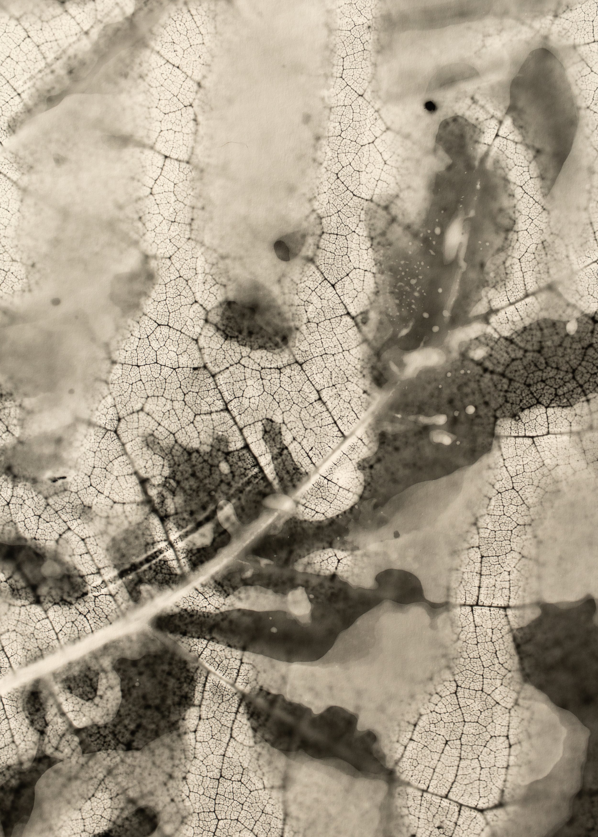 Rouse-Plant Photograms-HOME STUDIO-WEB-Detail-2.jpg