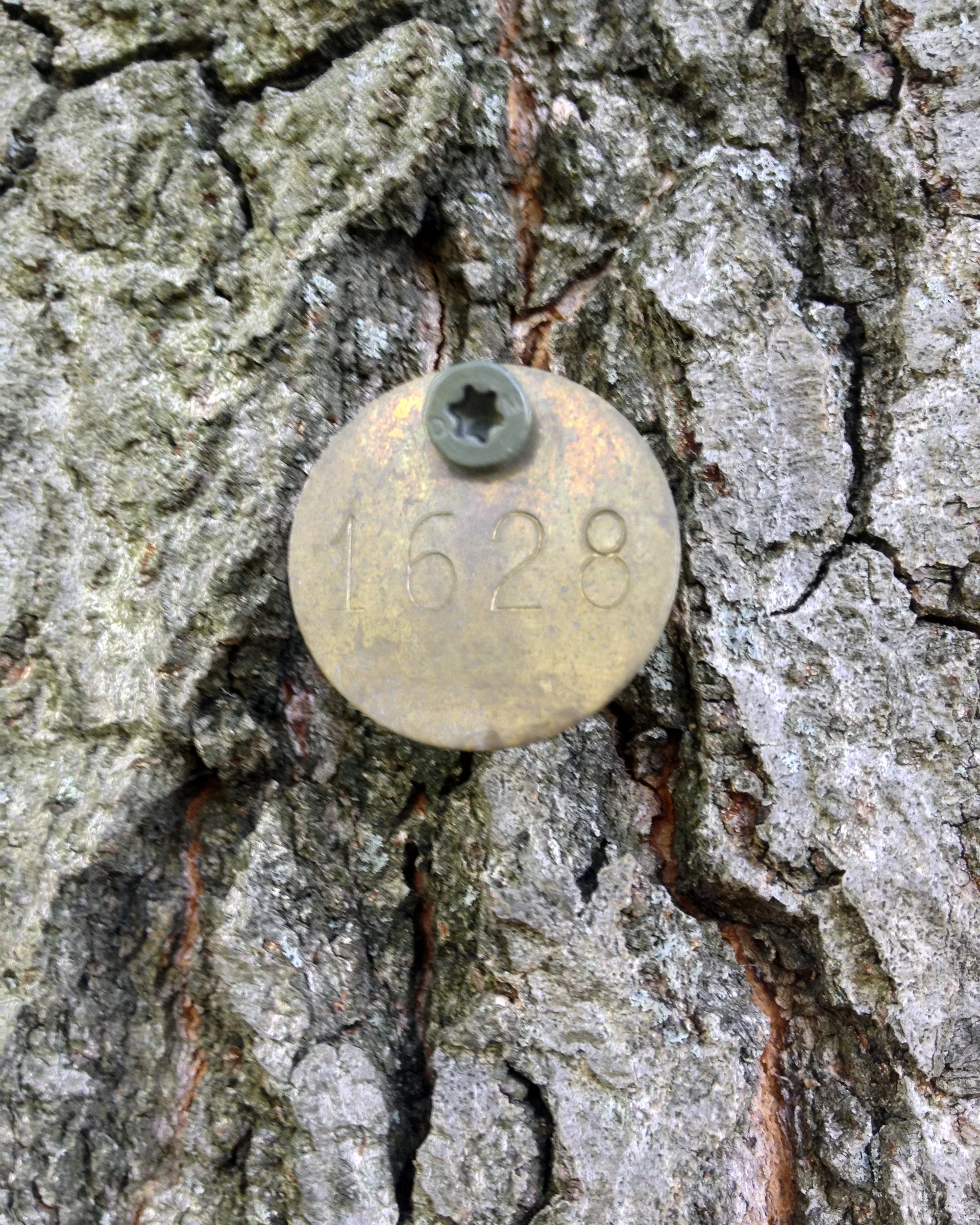 The tree was tagged with it's planting date. 1628.