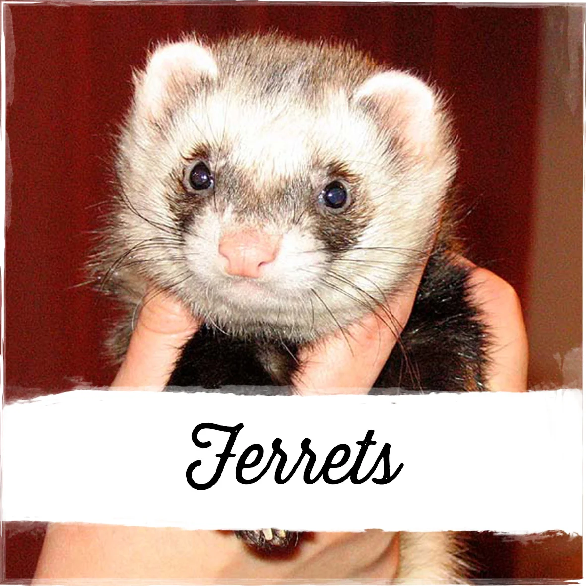 Ferrets.jpg