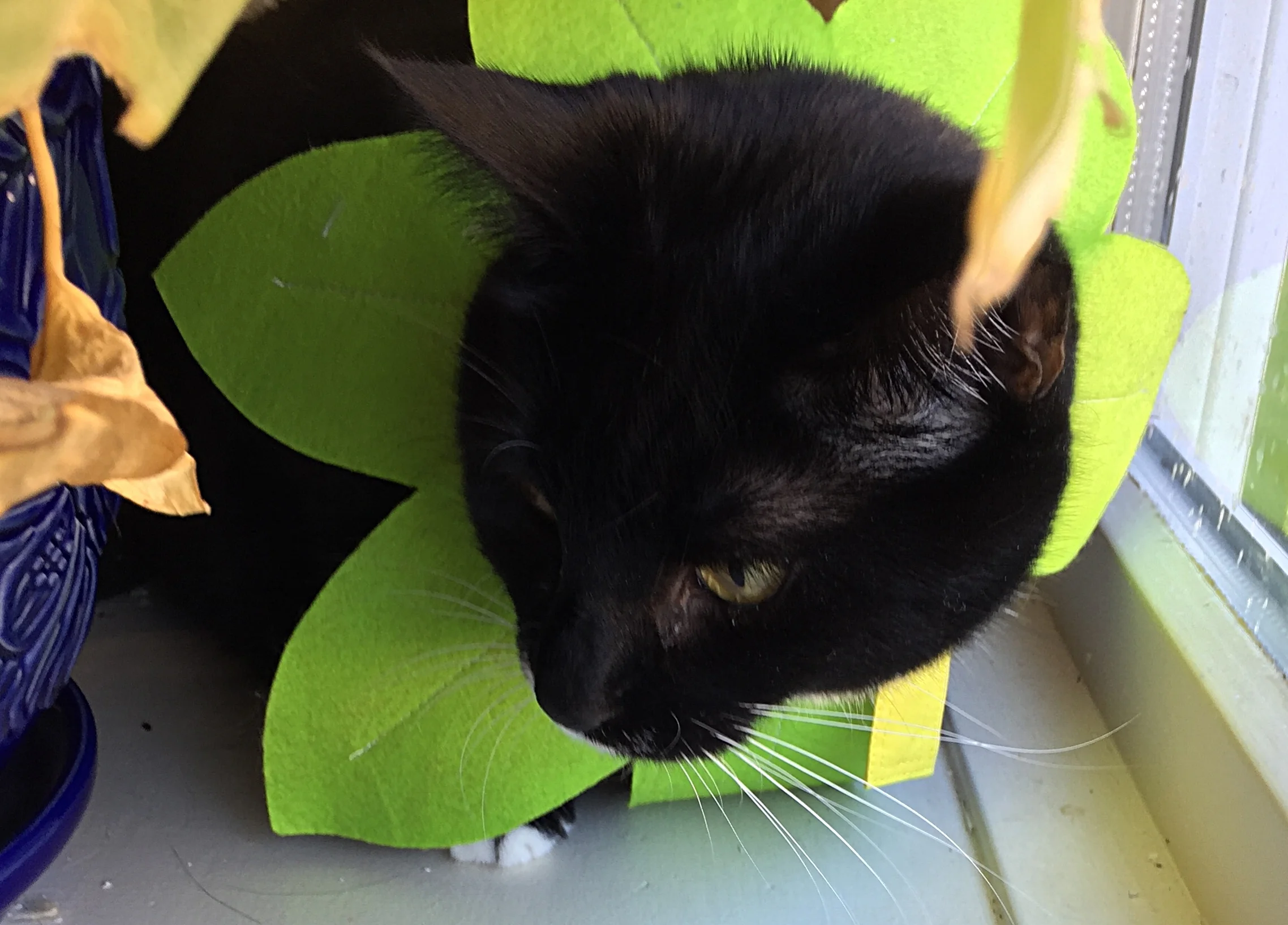 Trouble arrived, this is my new Brother Spoonwood - He was adopted from the Richmond SPCA