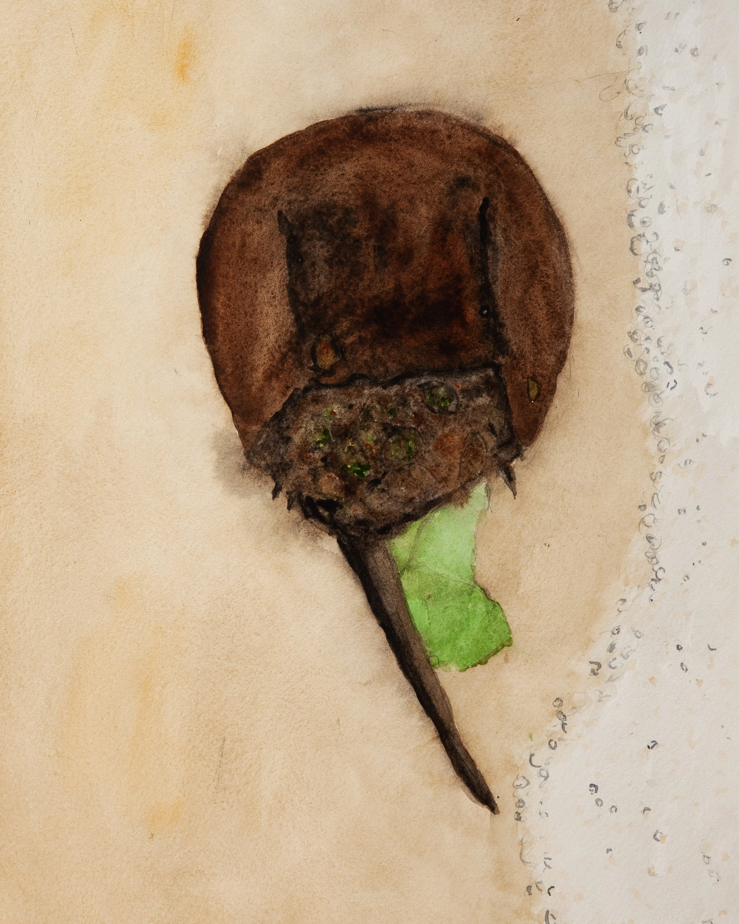 HorsehoeCrab_Paint_002_01_X1_0021.jpg