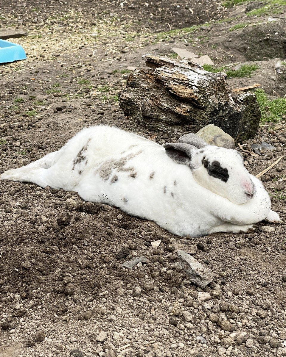 Who knew that rabbits can melt?!?