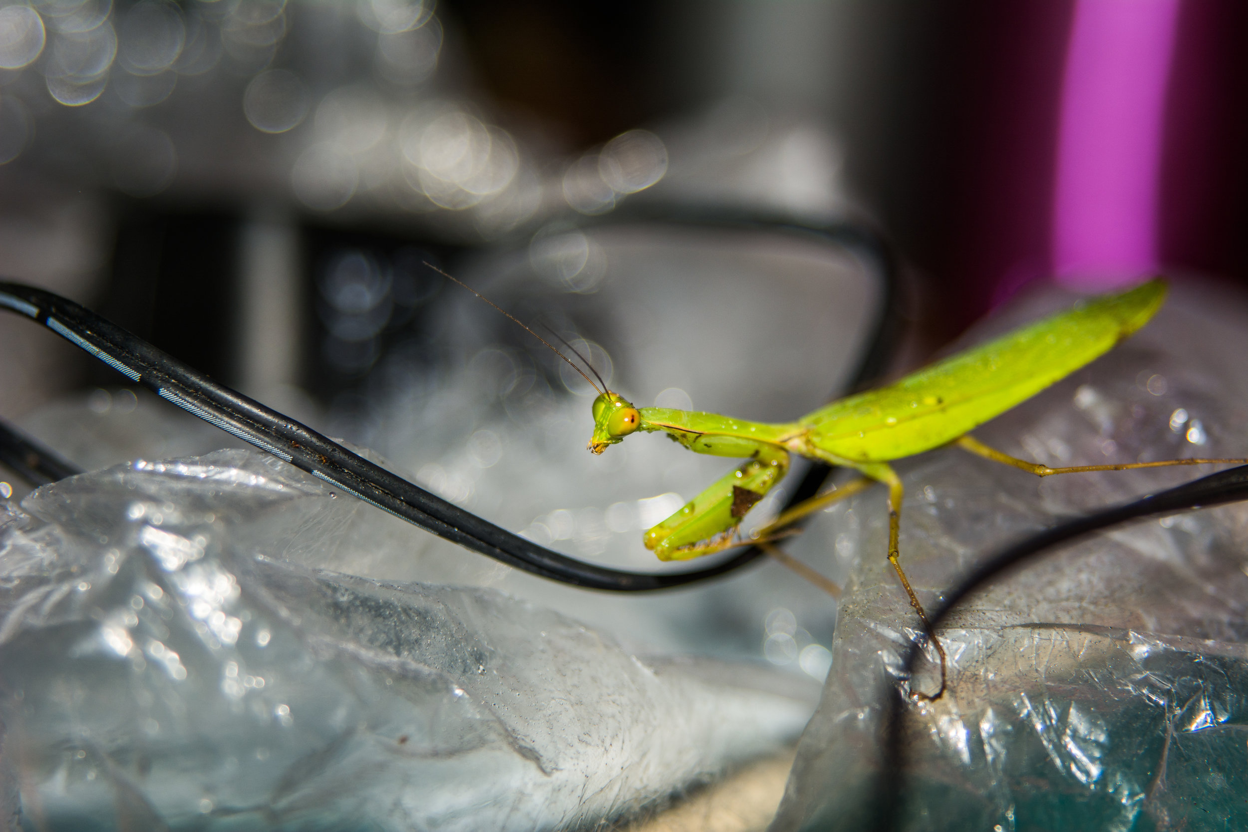 RAW_5491-2.jpg