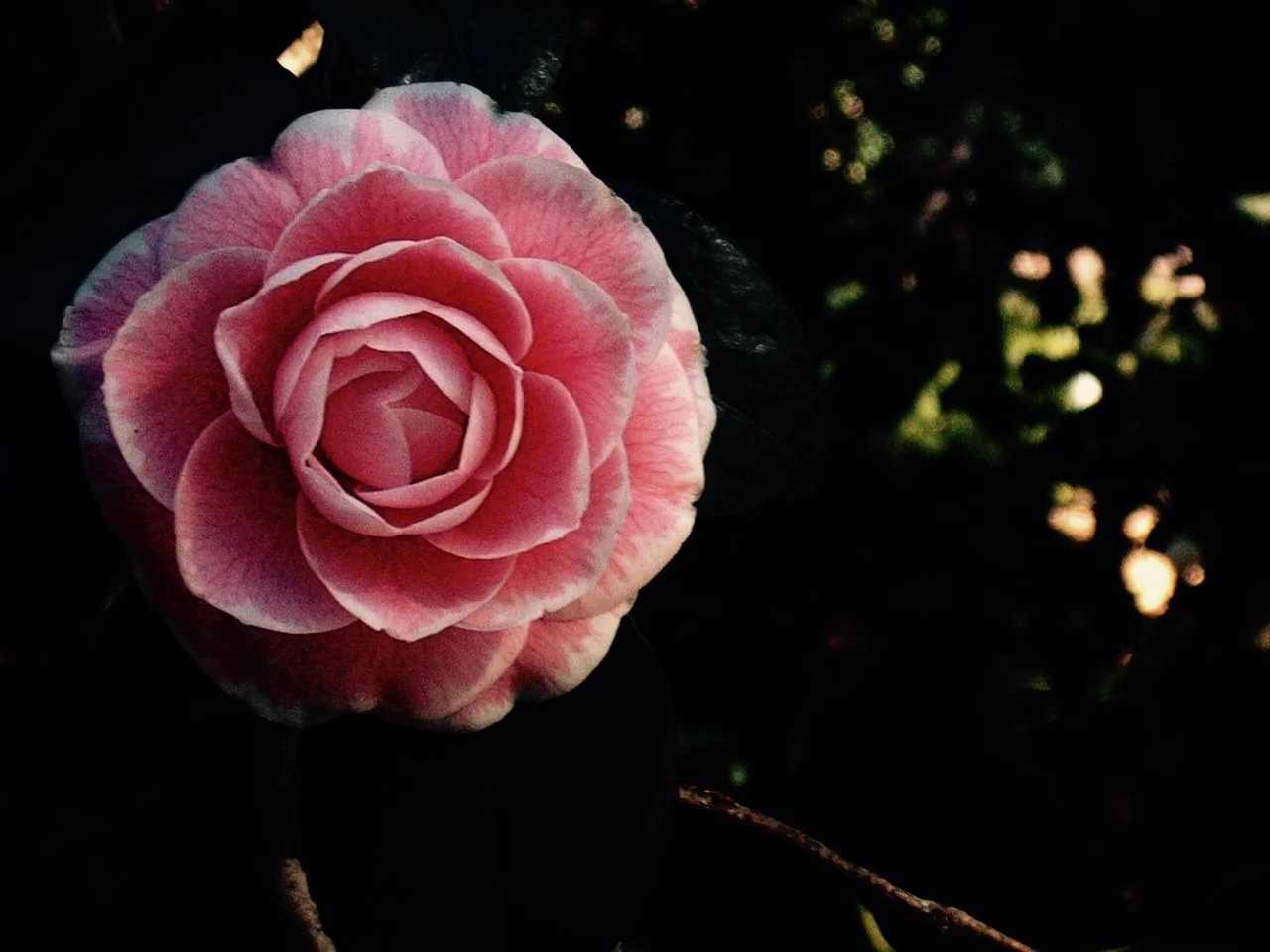DSCF0016.jpg