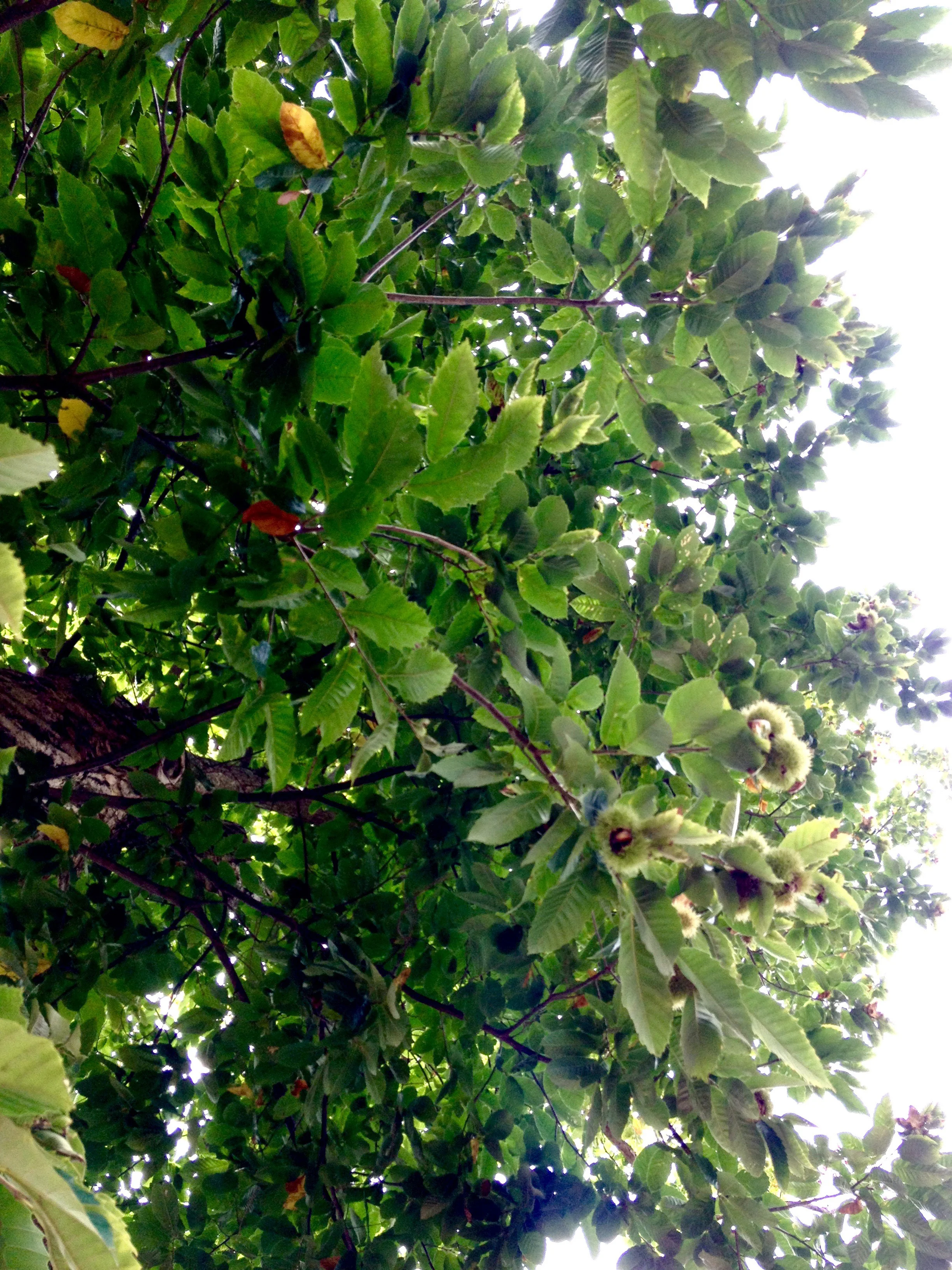boland_barbara_01Americanchestnut.jpg