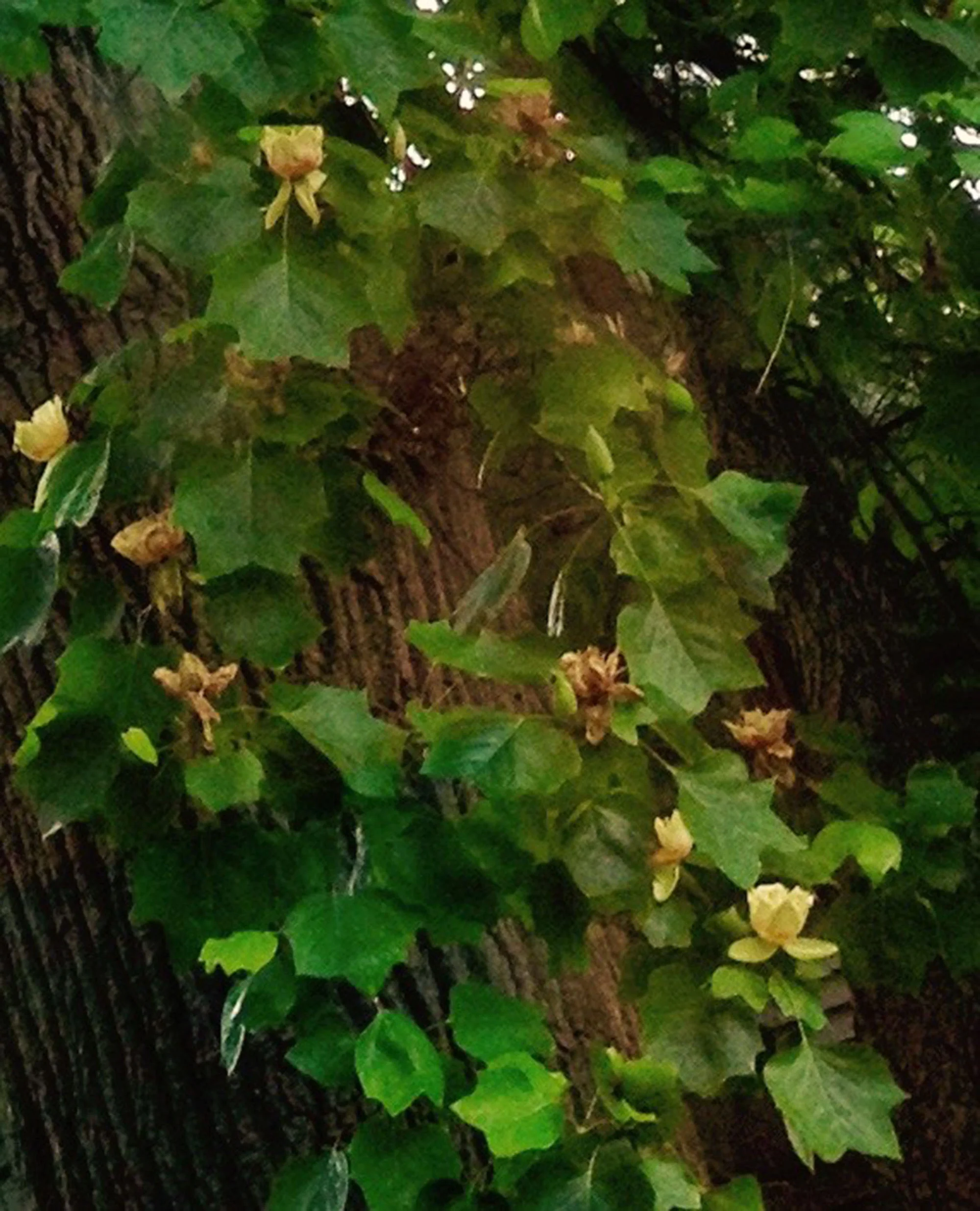 boland_barbara_03 Liriodendrontulipifera.jpg