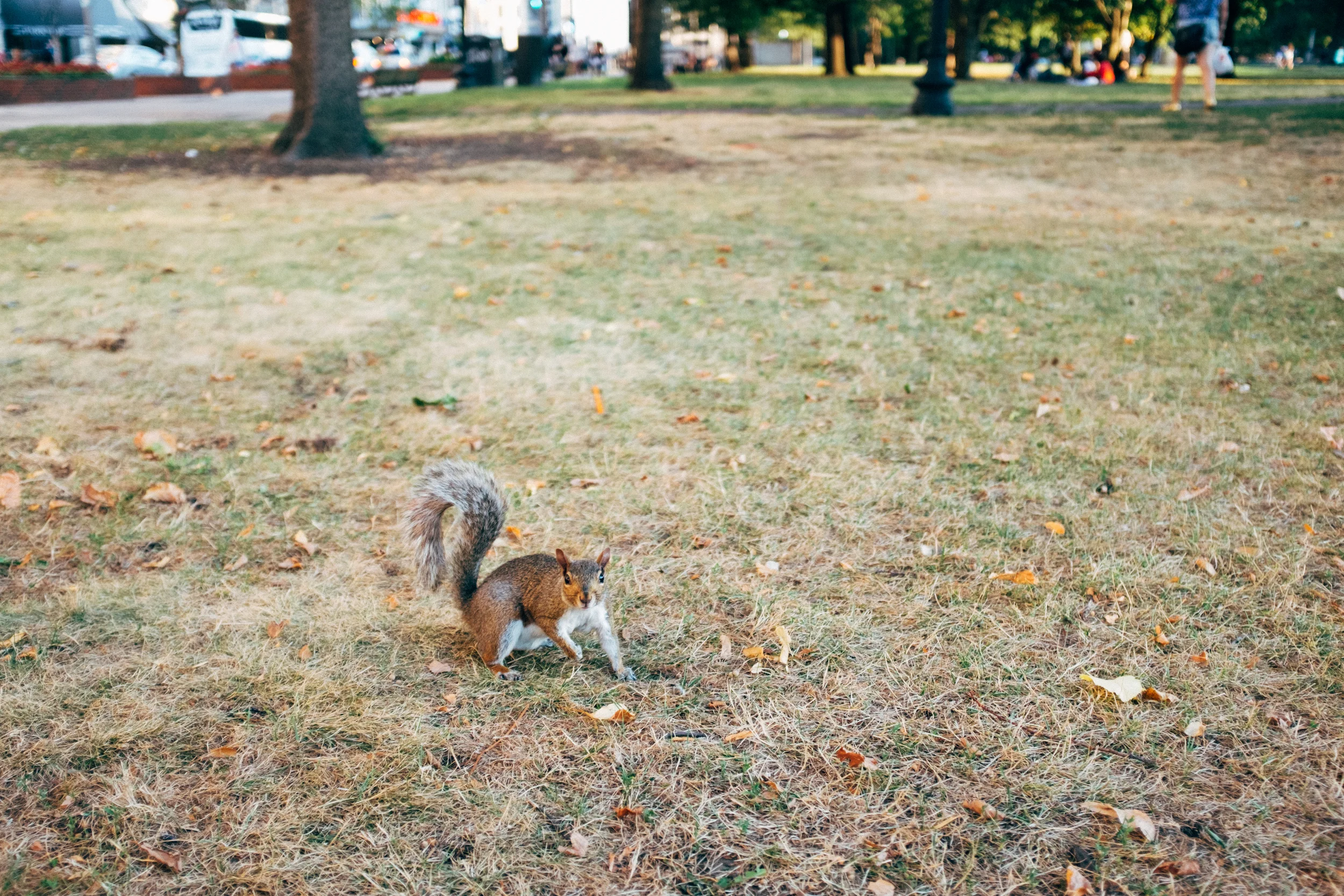 Aggressively confused squirrel in Boston Common.